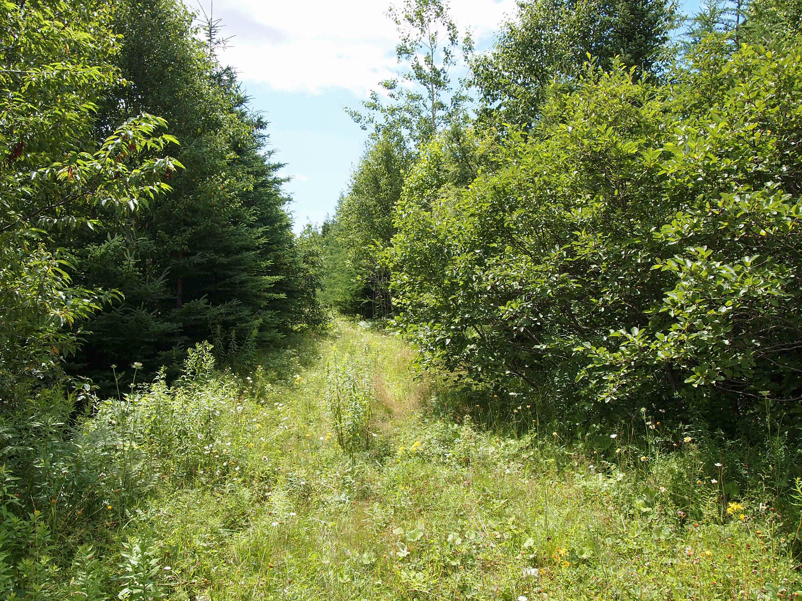 Alpine Ridge Off-Grid Getaway