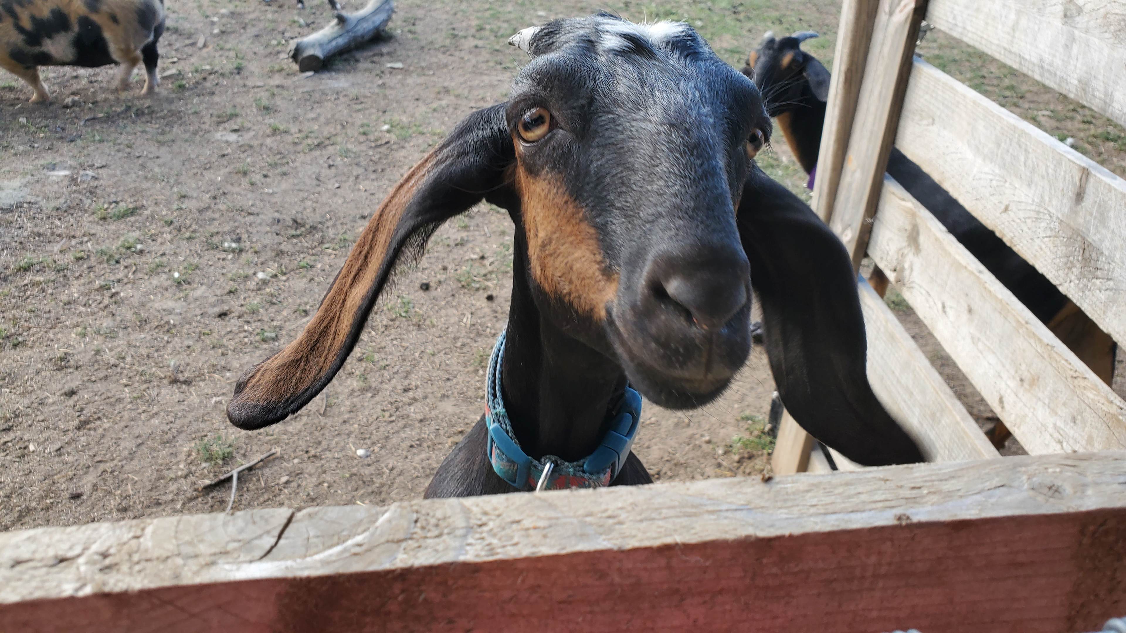 Grindstone Creek Farm in Burlington