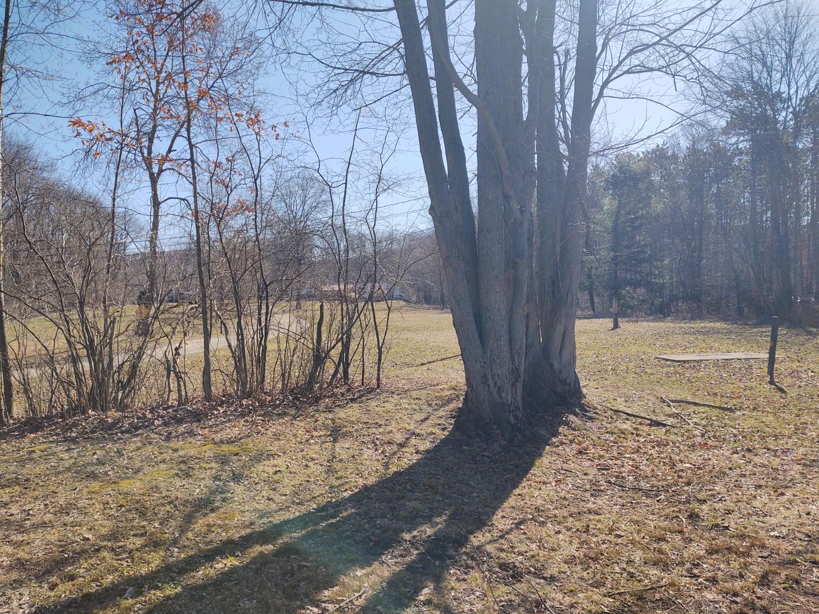 Old-growth forest surrounds level open meadows.