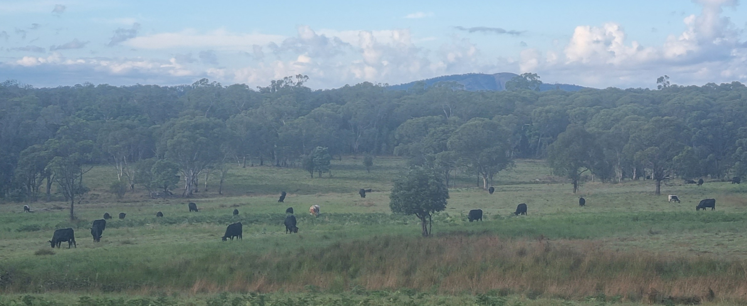 Banksia Springs Camping