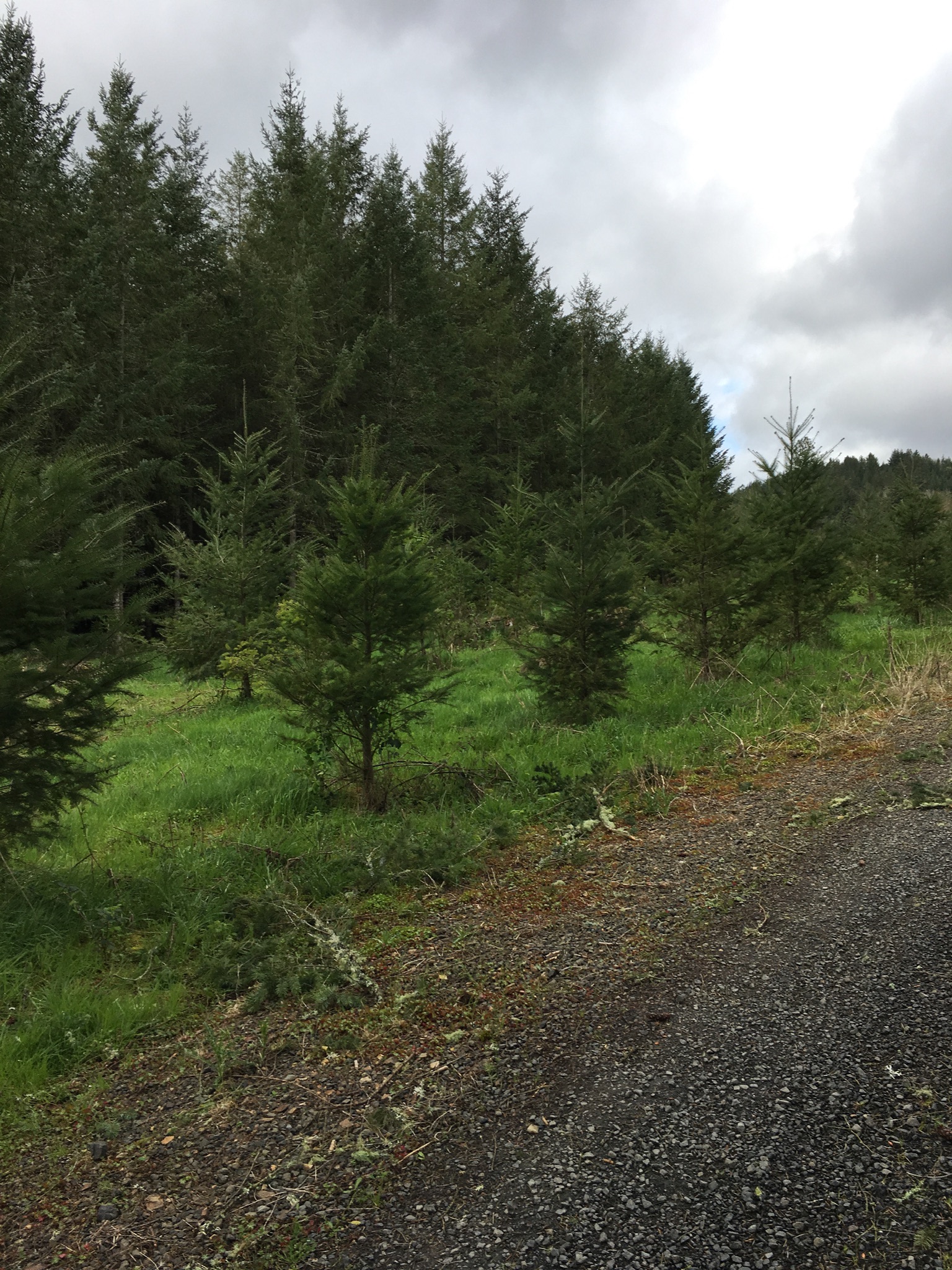 Shearer Farming and Camping