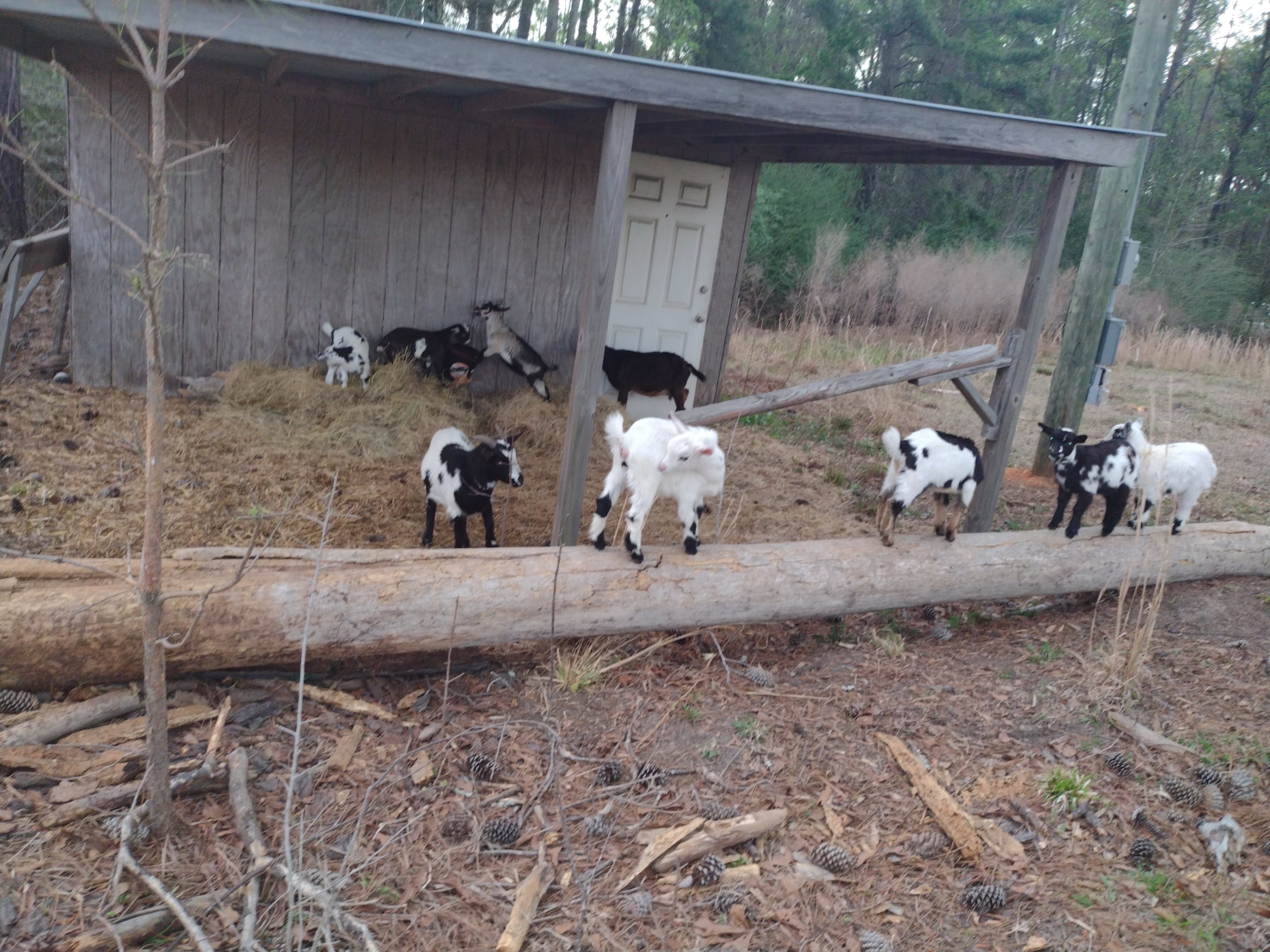 a sampling of our homestead critters