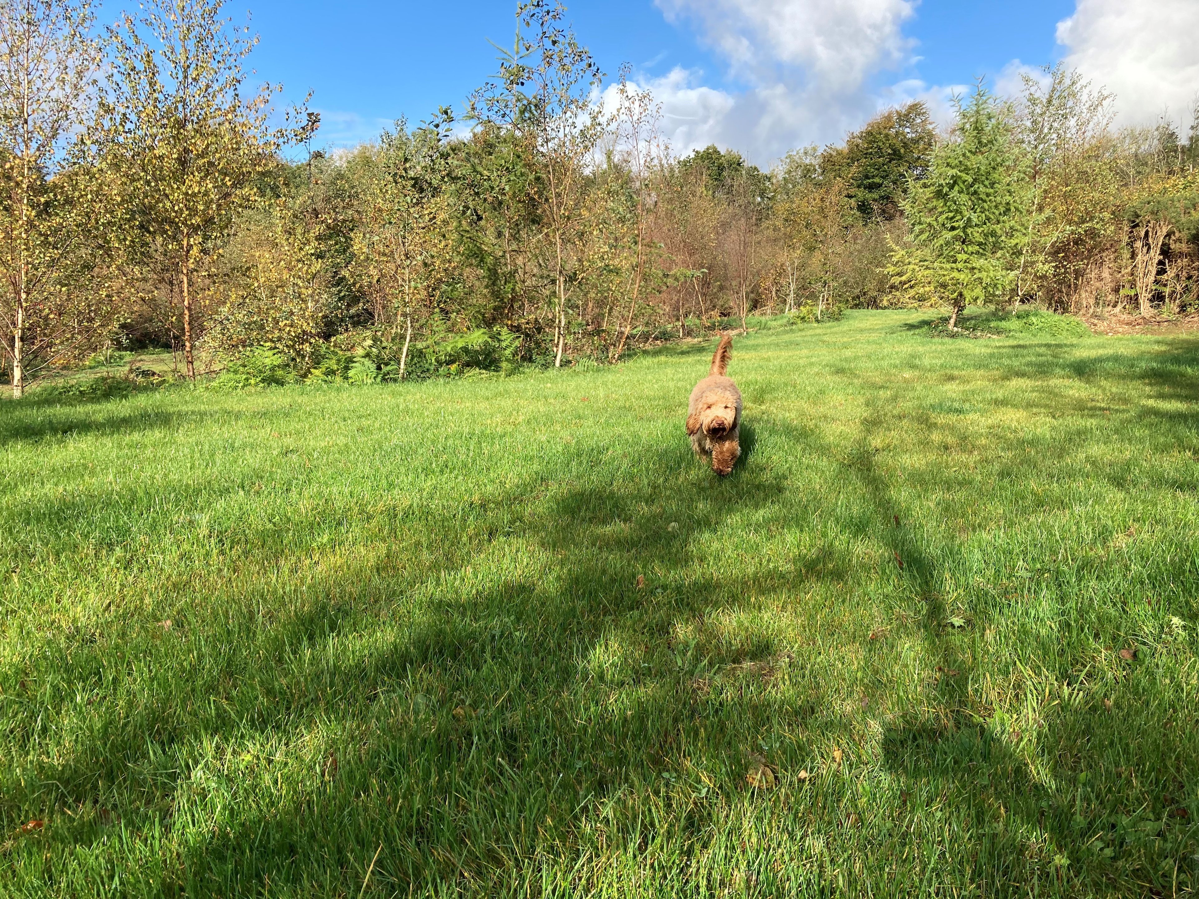 Landsker Camping