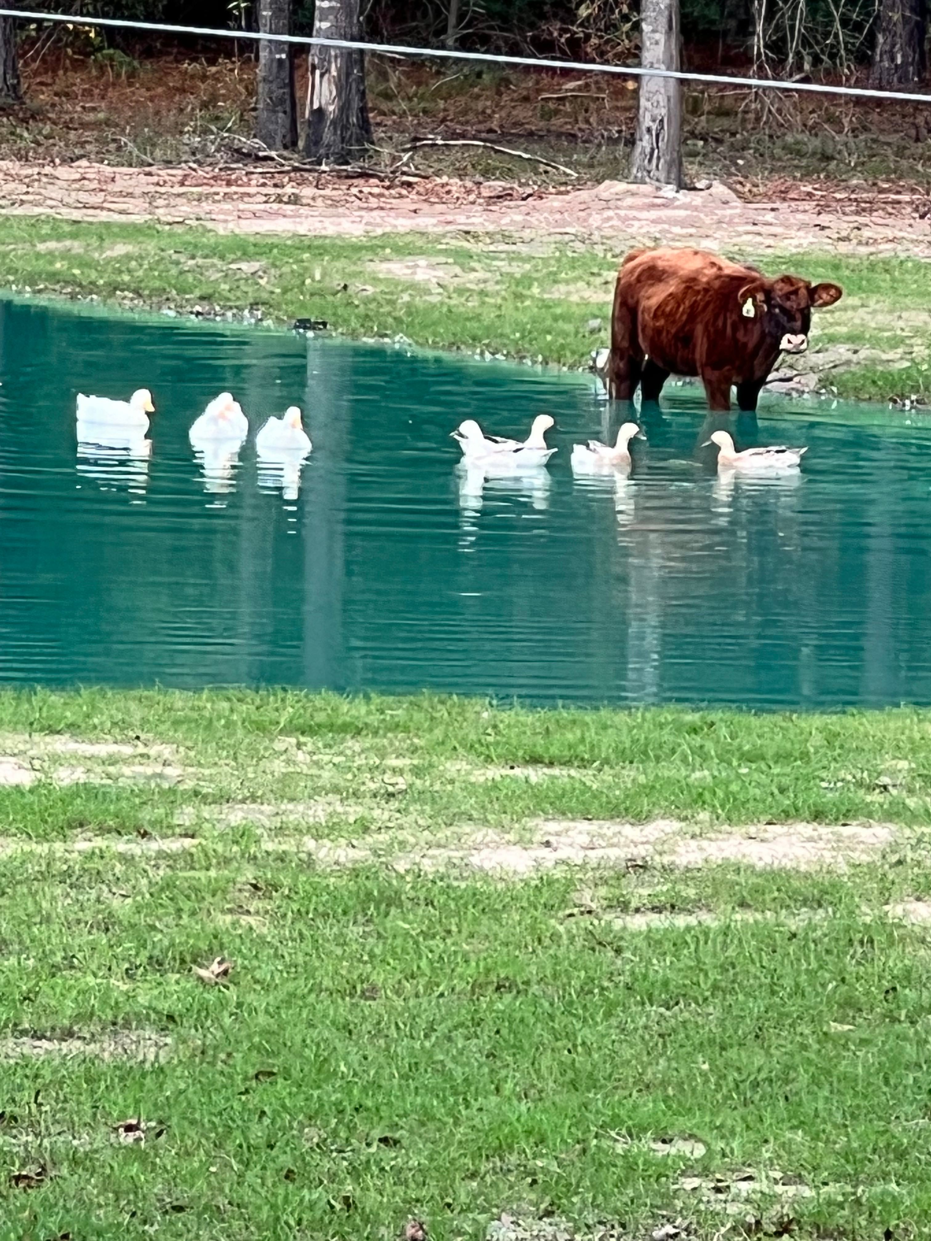 Big City Little Farm