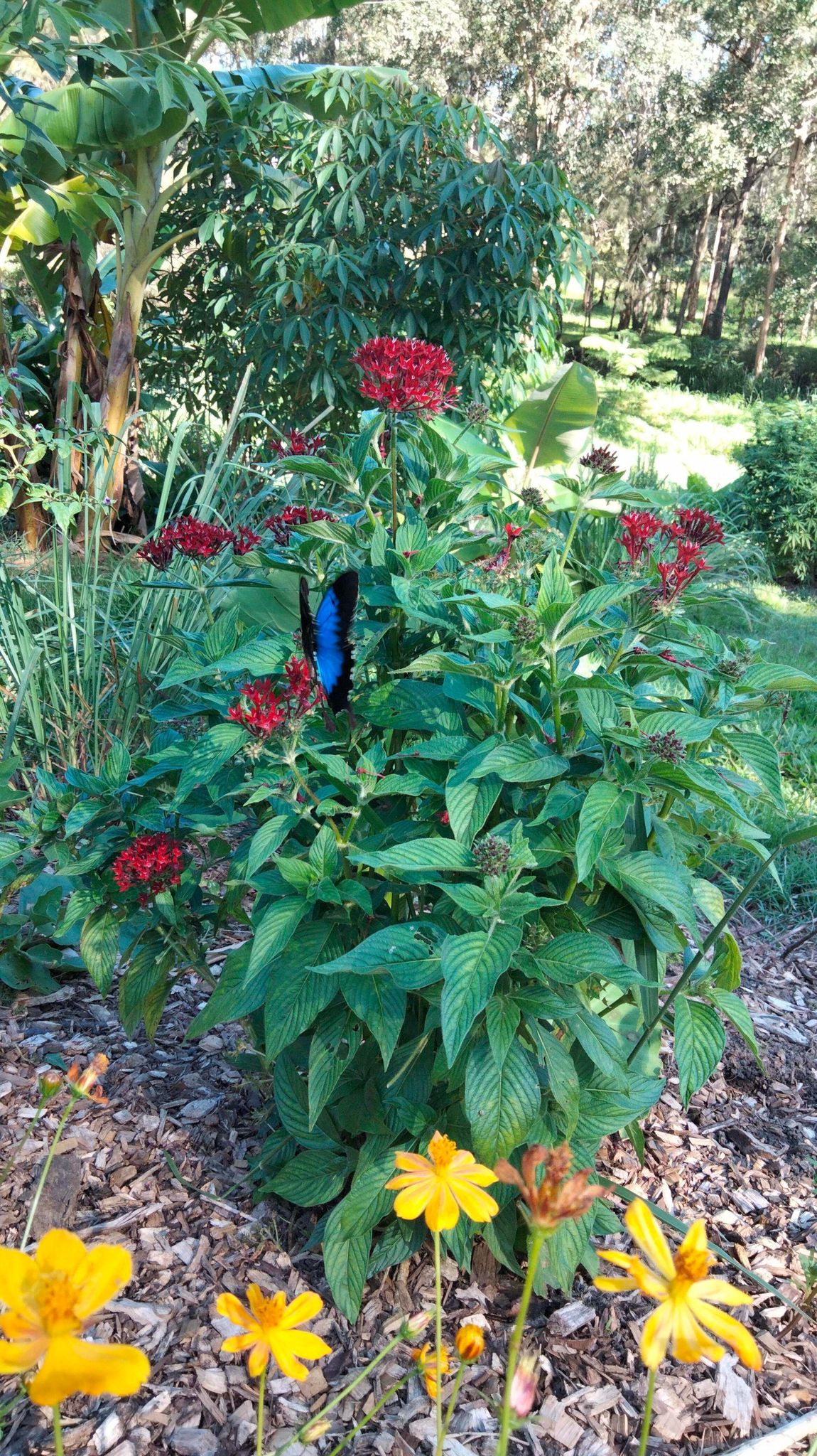 Ginya Mija Wamban (Camp I Built)