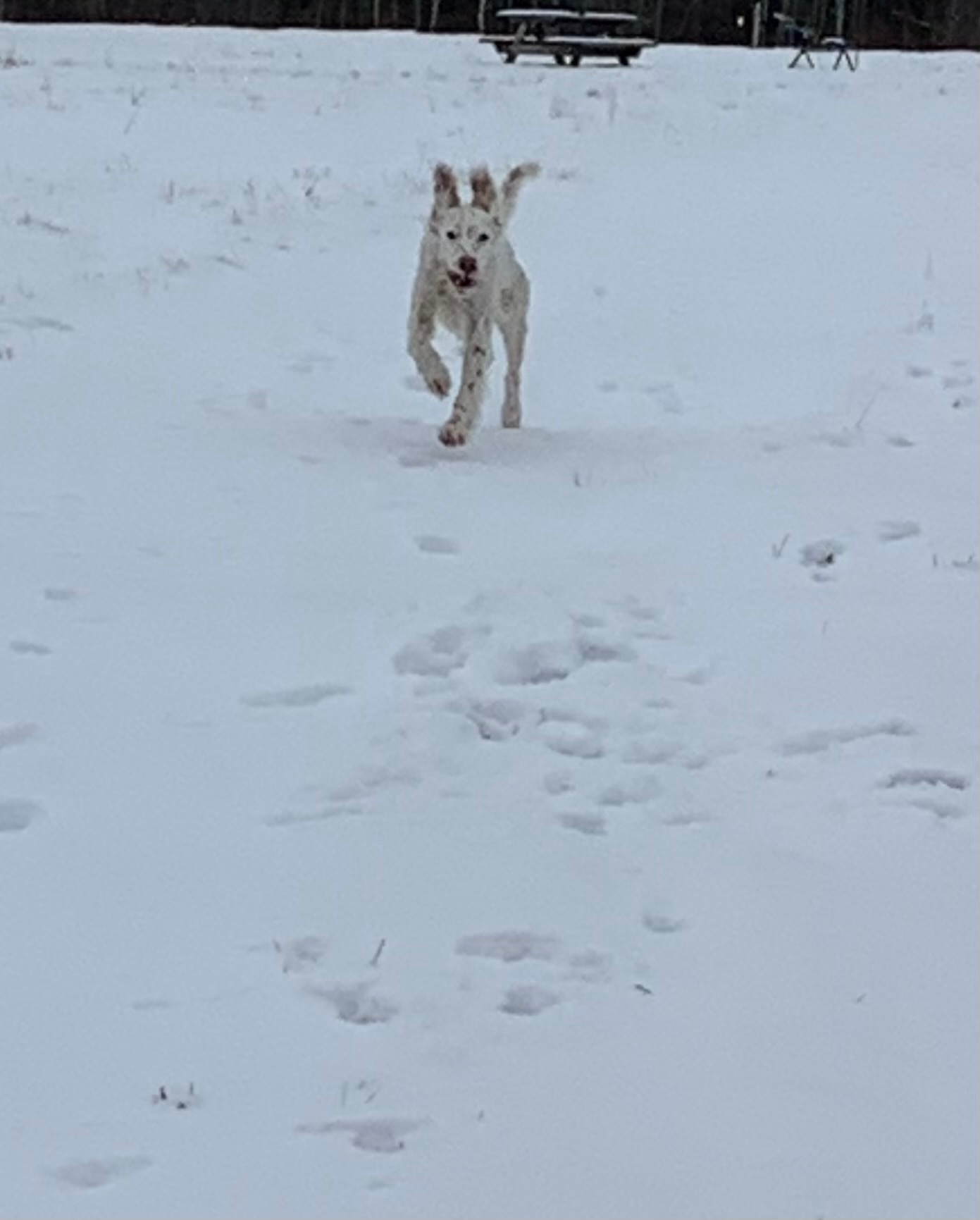 Papi - he's such a good boy!!!