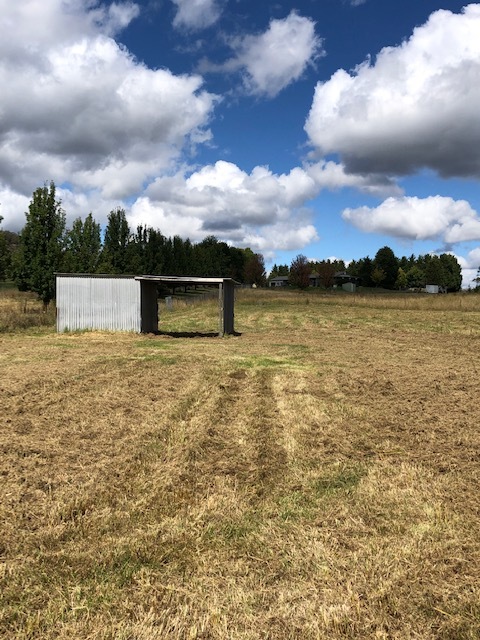 Plain paddock