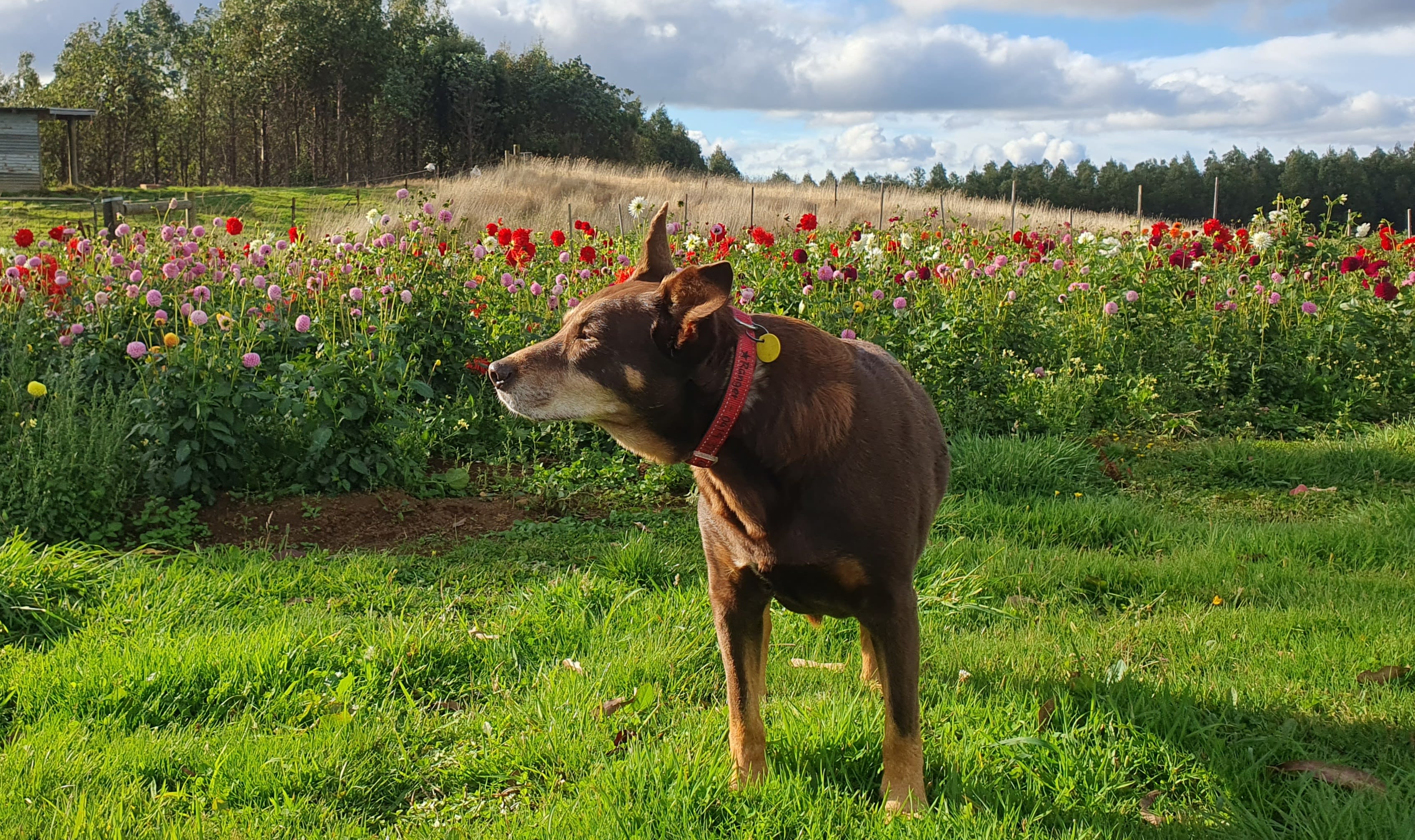 Japa Hill Farm and Animal Sanctuary