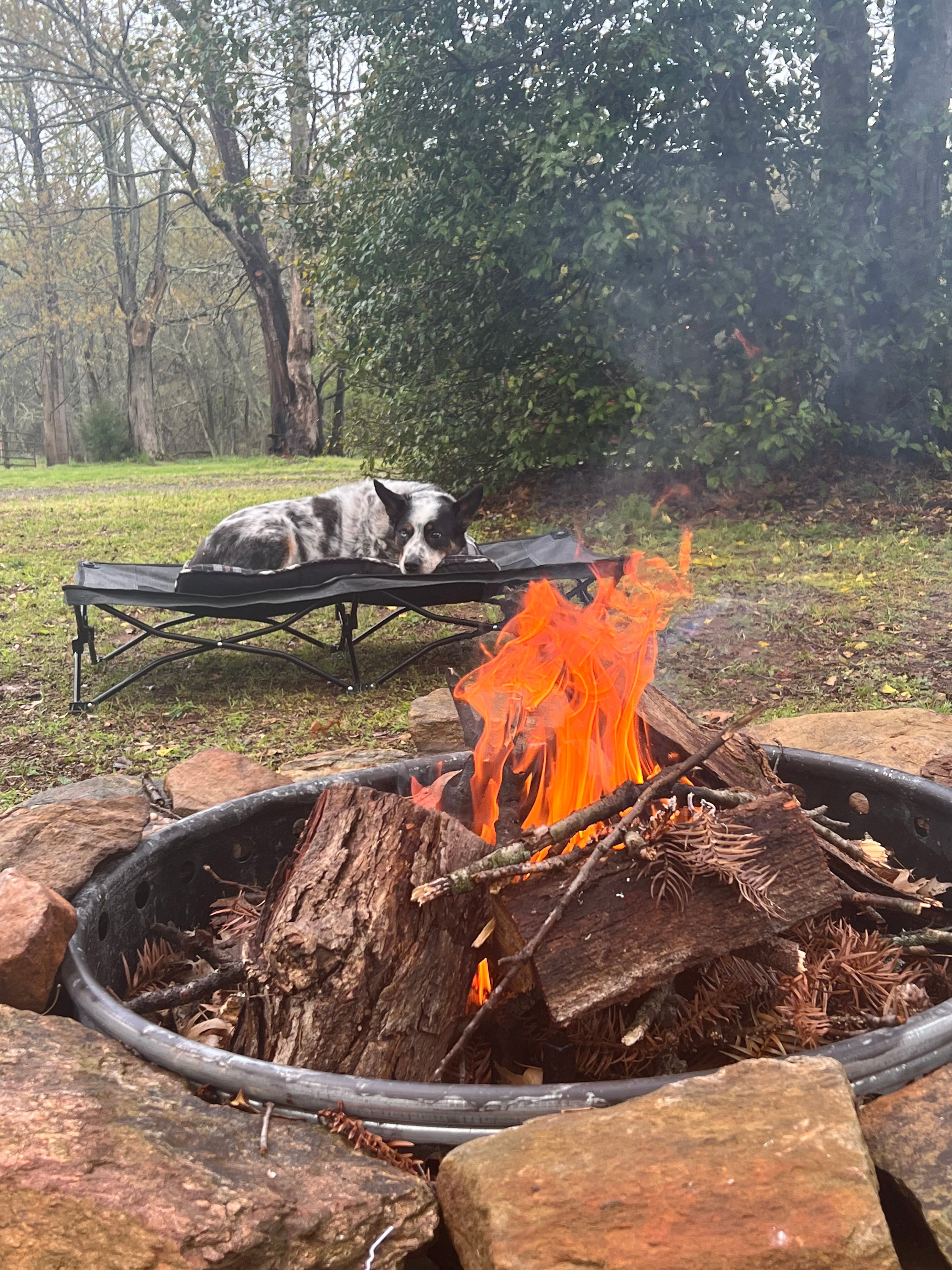 Jack resting after a run through the grasses.