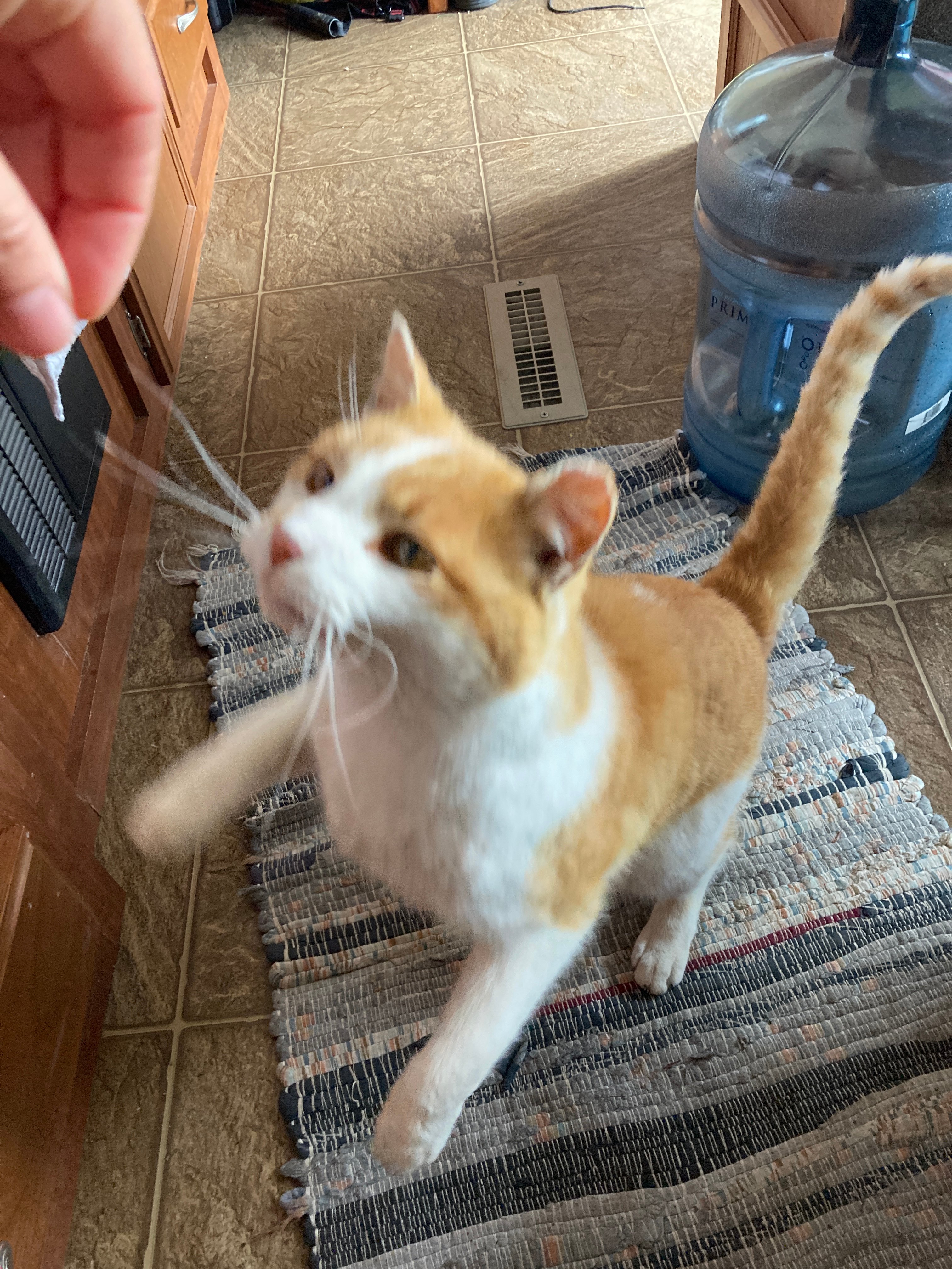 Diamond A Cattle Ranch