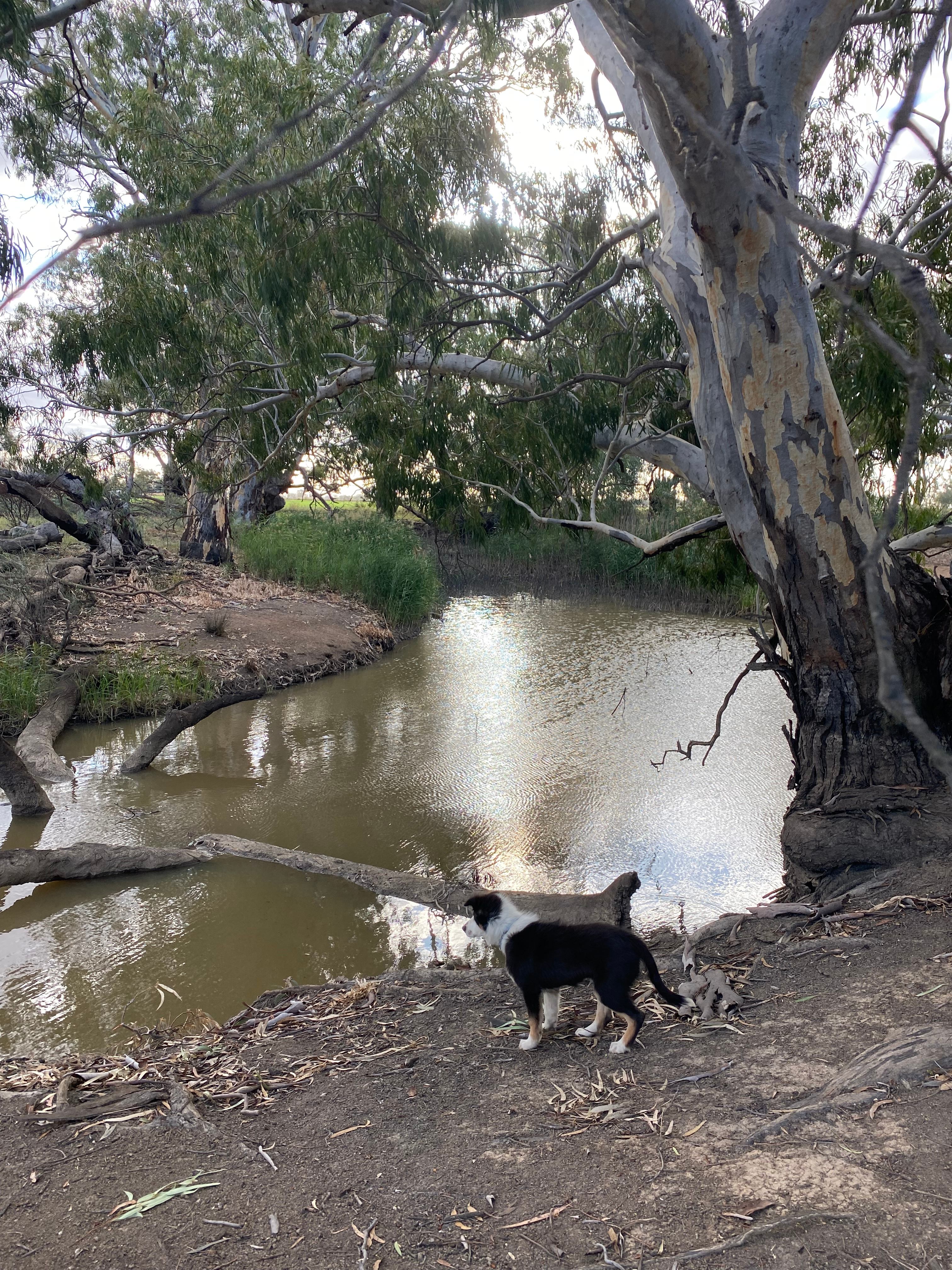 Riverside   Canary Island