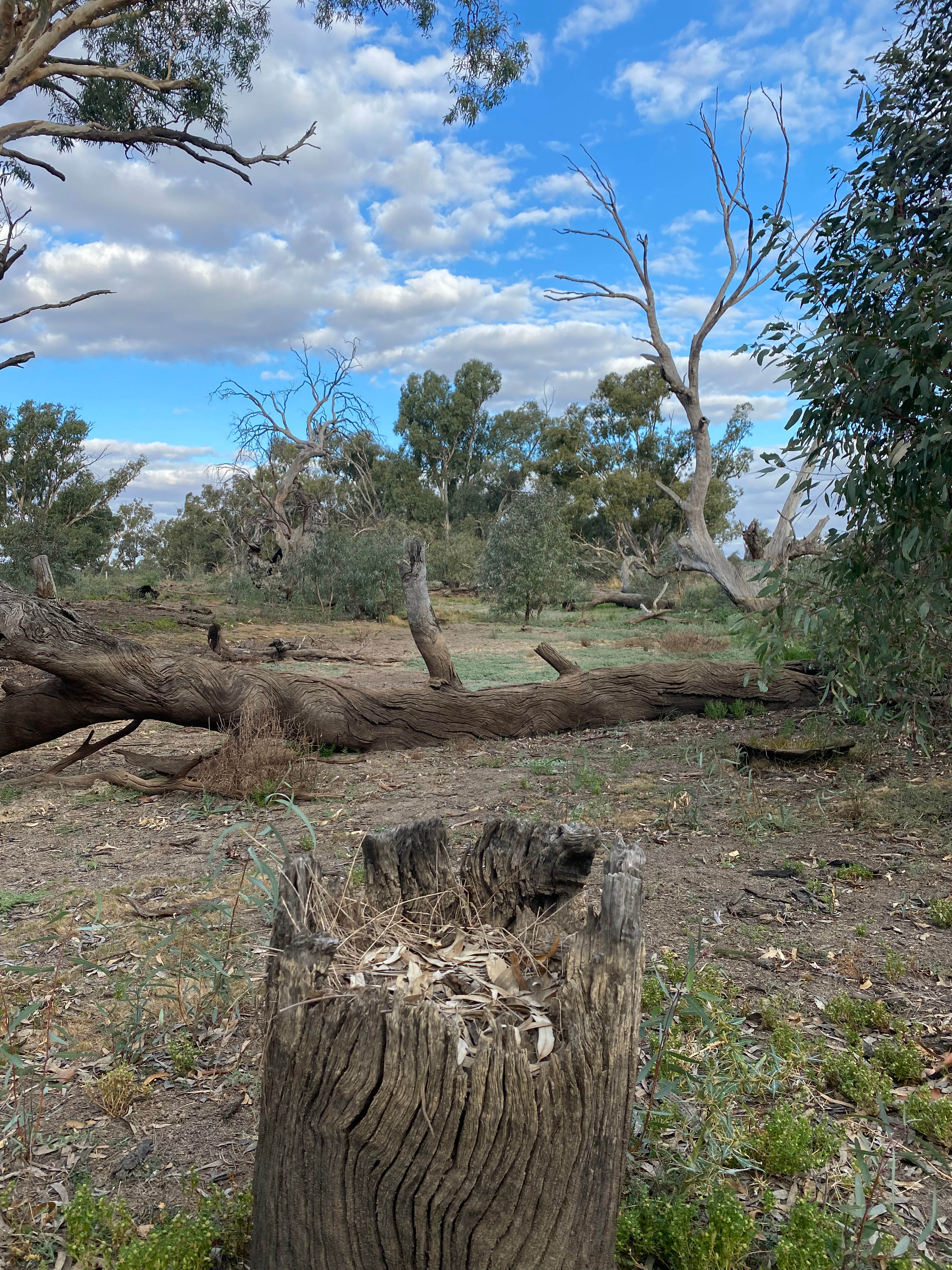 Babbler's Haven   Canary Island