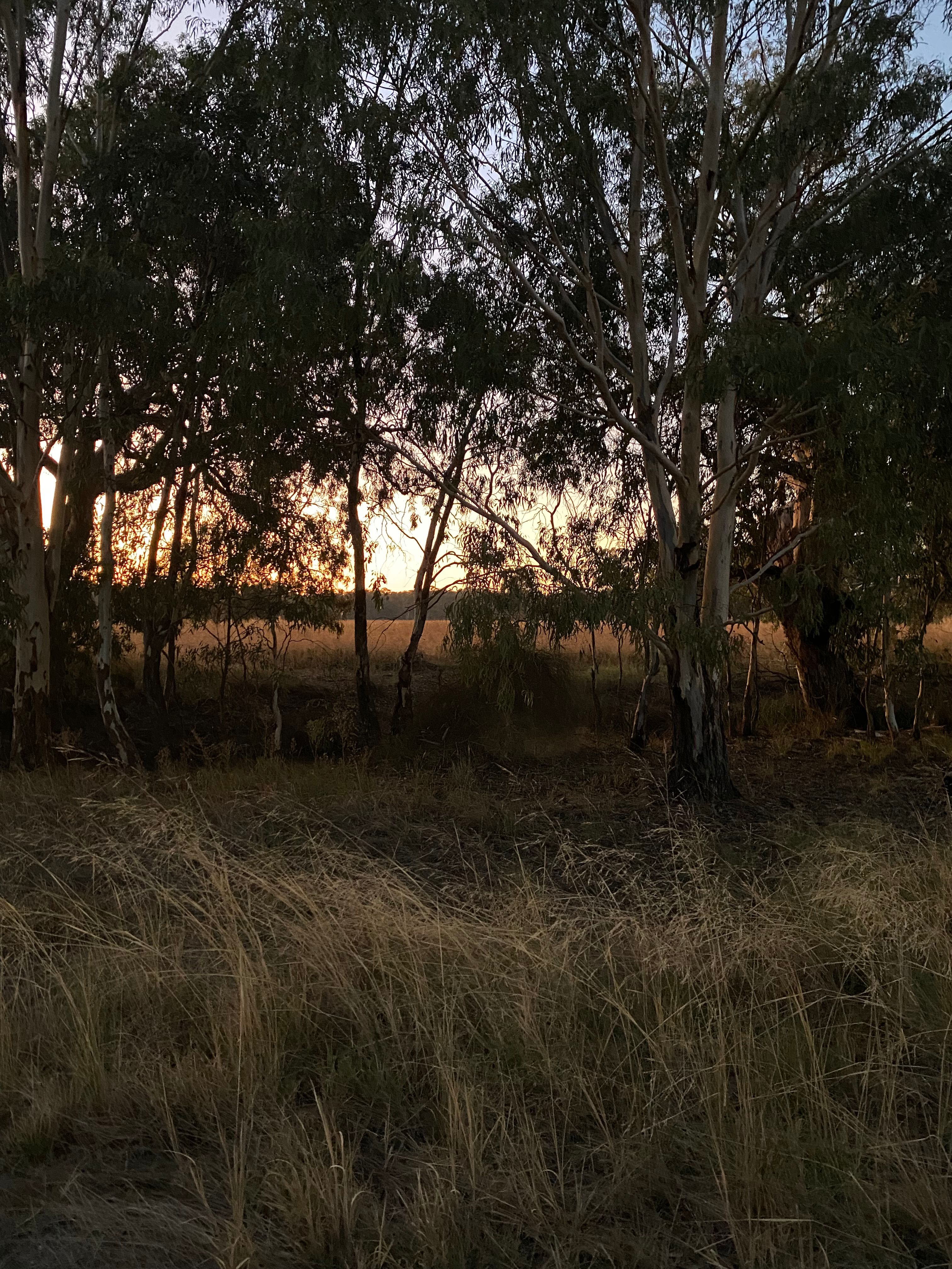 Riverside   Canary Island