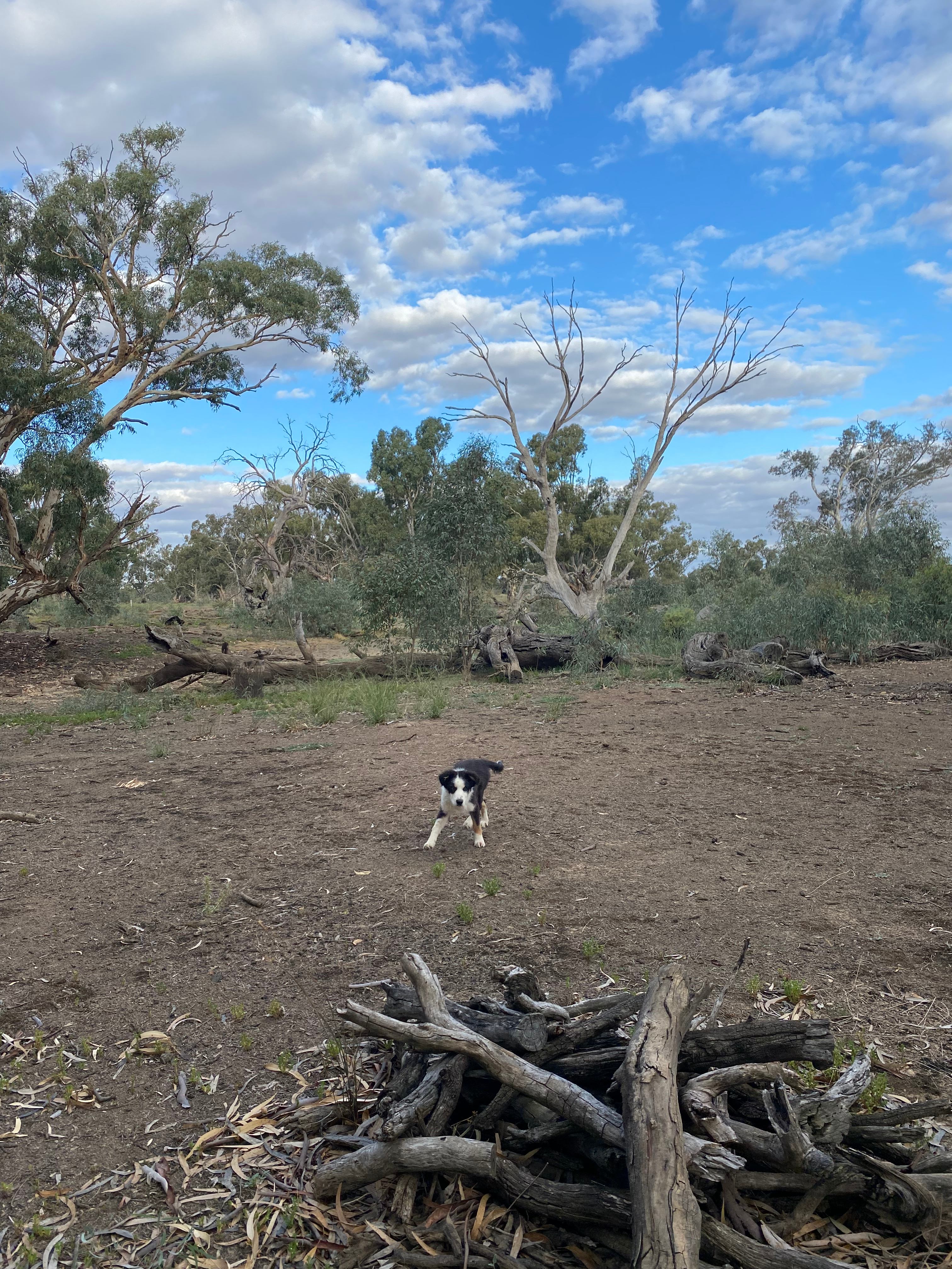 Babbler's Haven   Canary Island