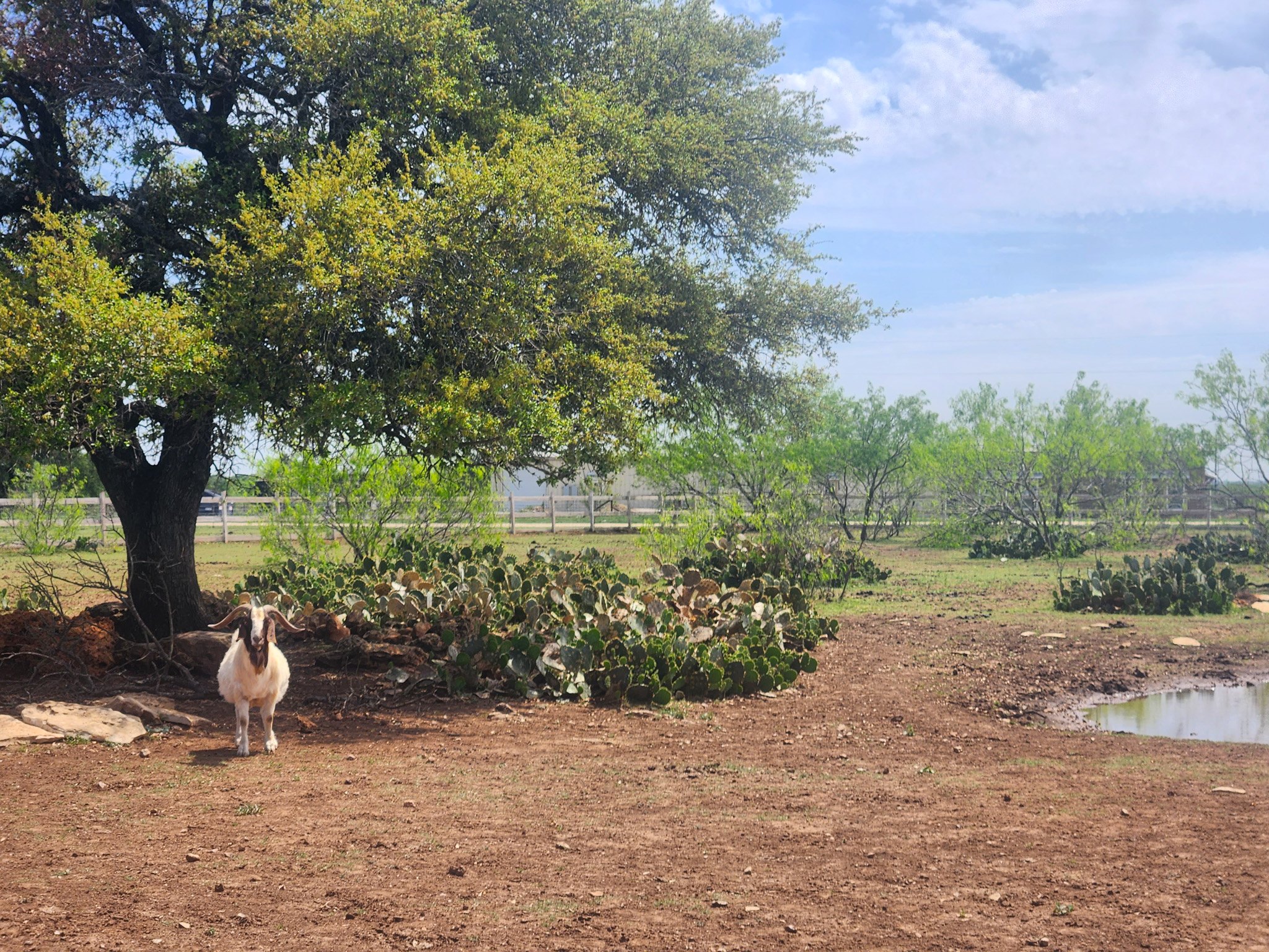 KW Equine Sanctuary and Ranch