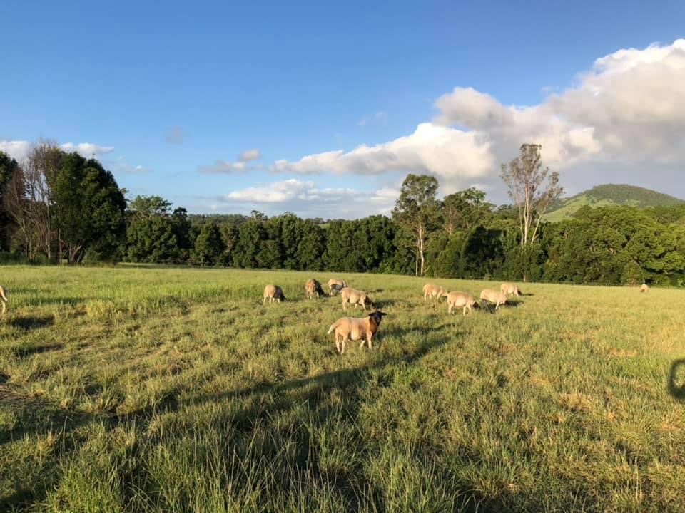 Mothar Mountain Farm