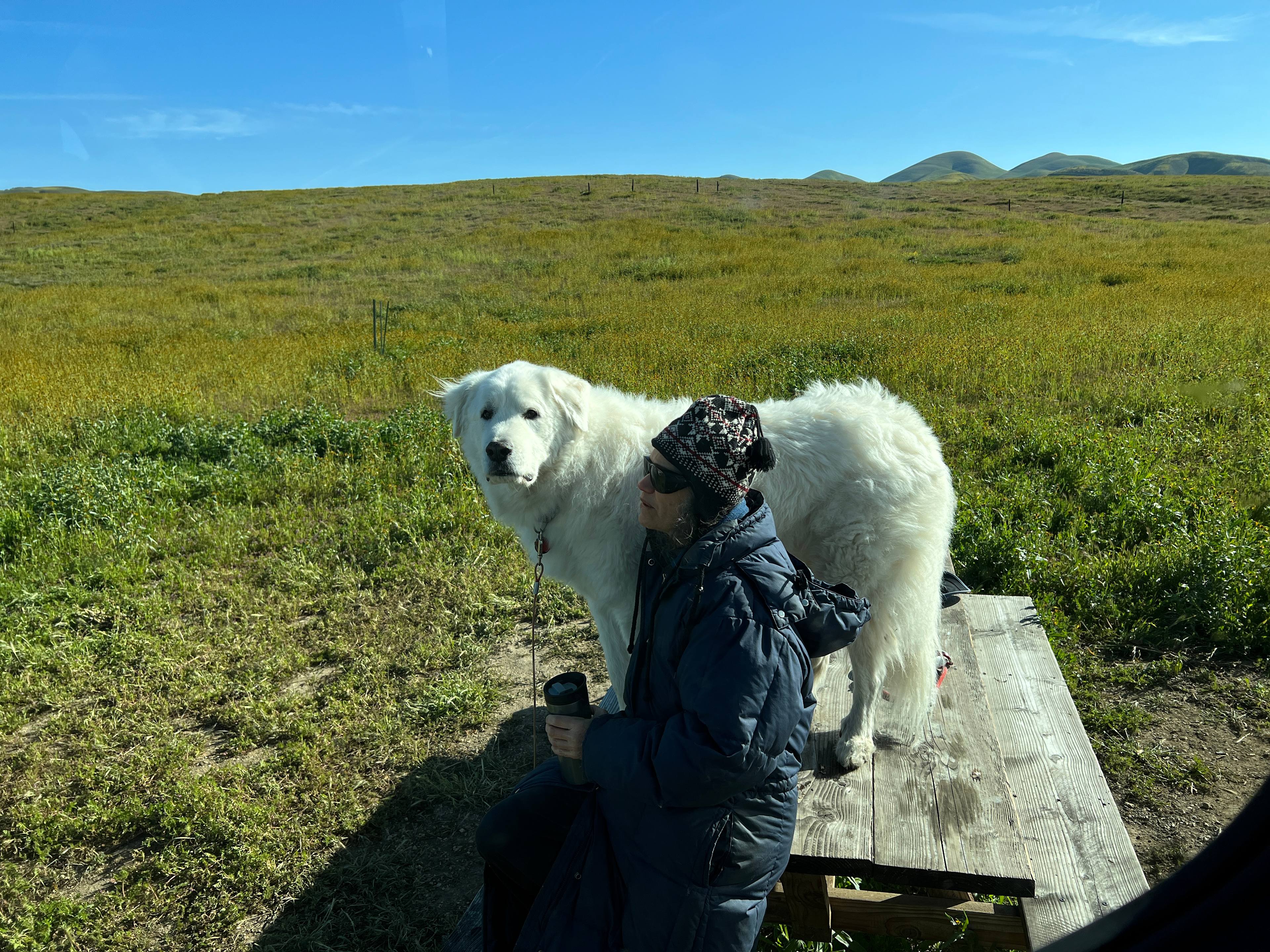 Nice firepit and picnic table. 