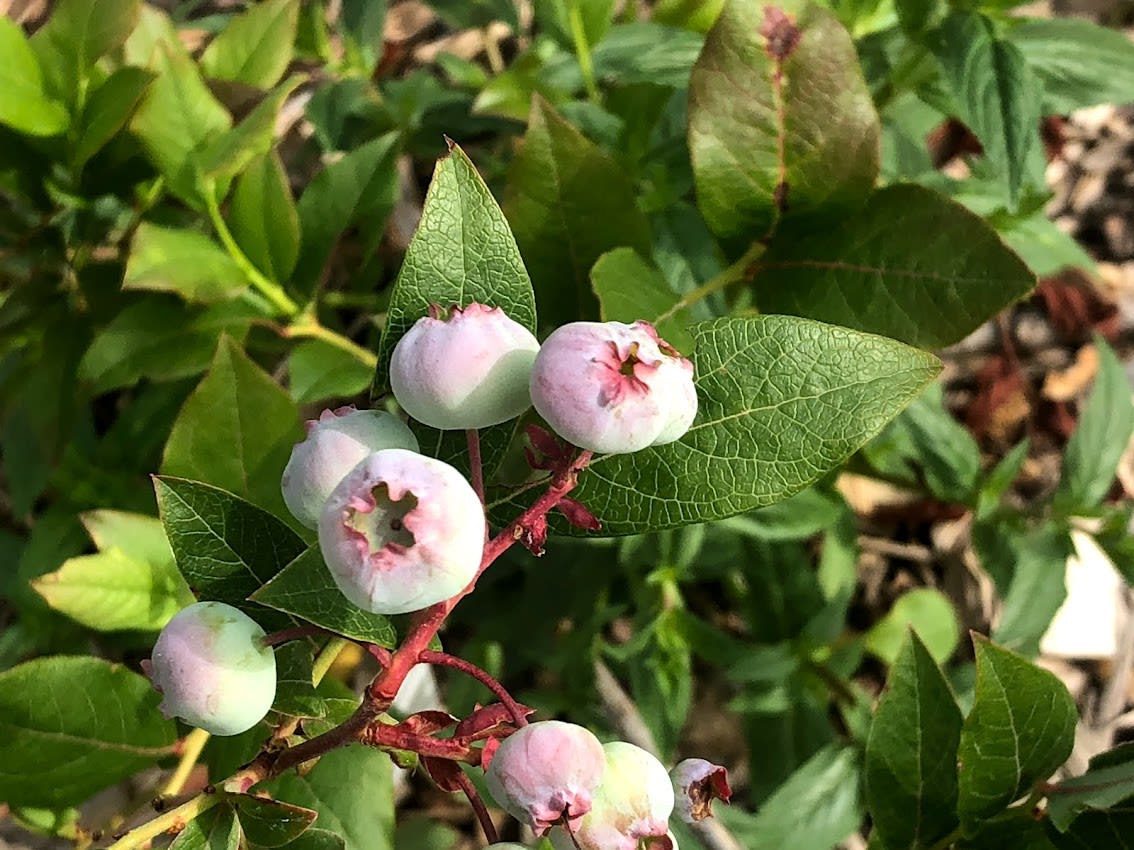 Apple Meadow Farm