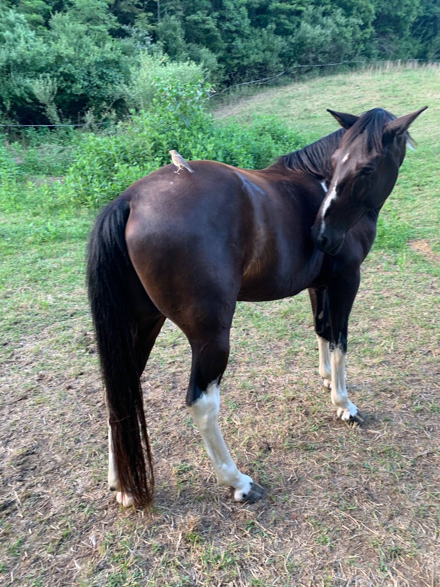 Johnny - Spotted Saddle Horse.   