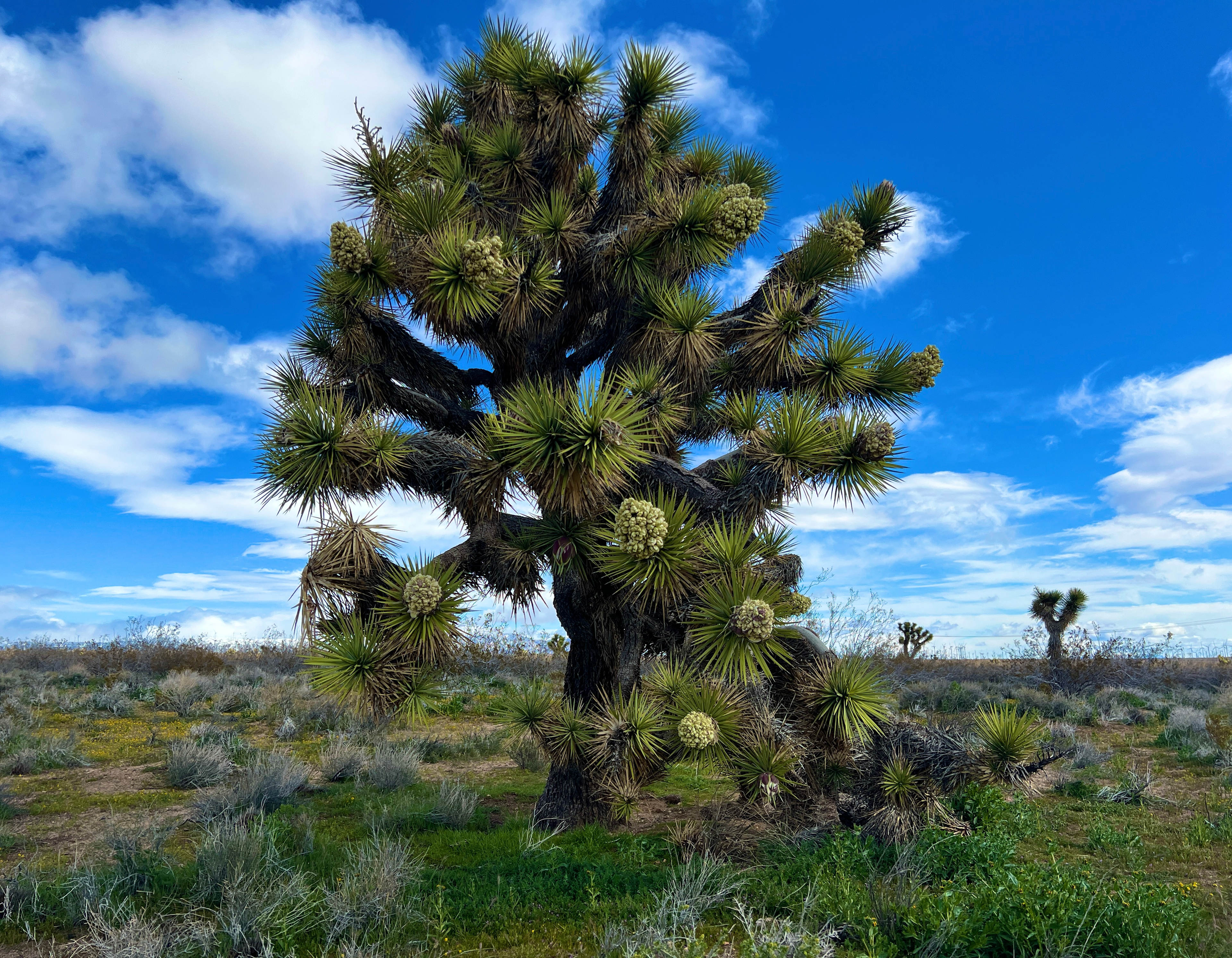 High Desert, Joshua Trees, & Views