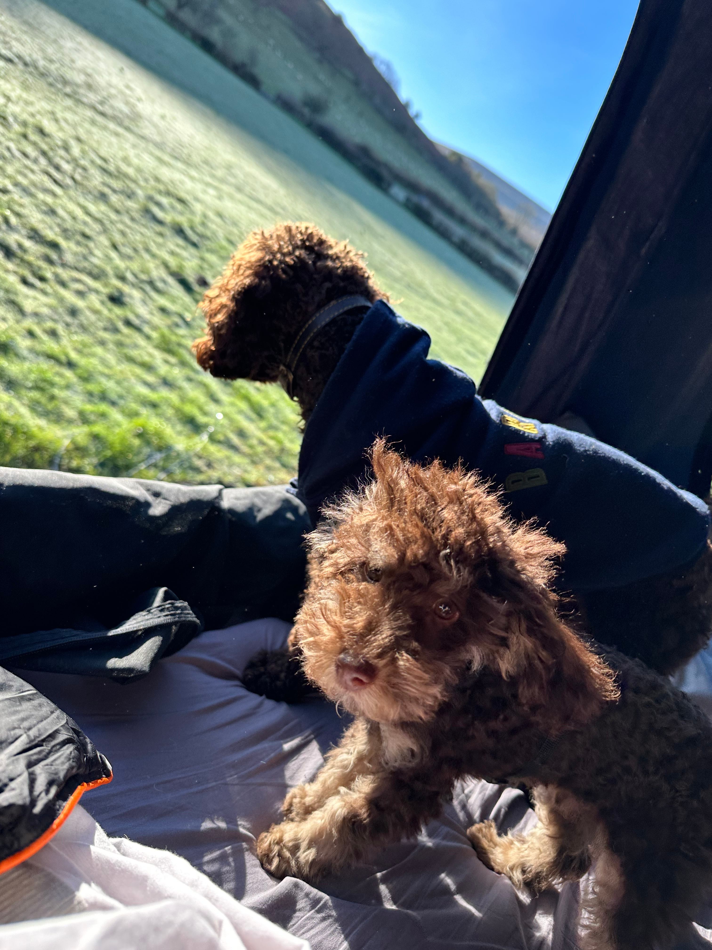 Dog friendly 