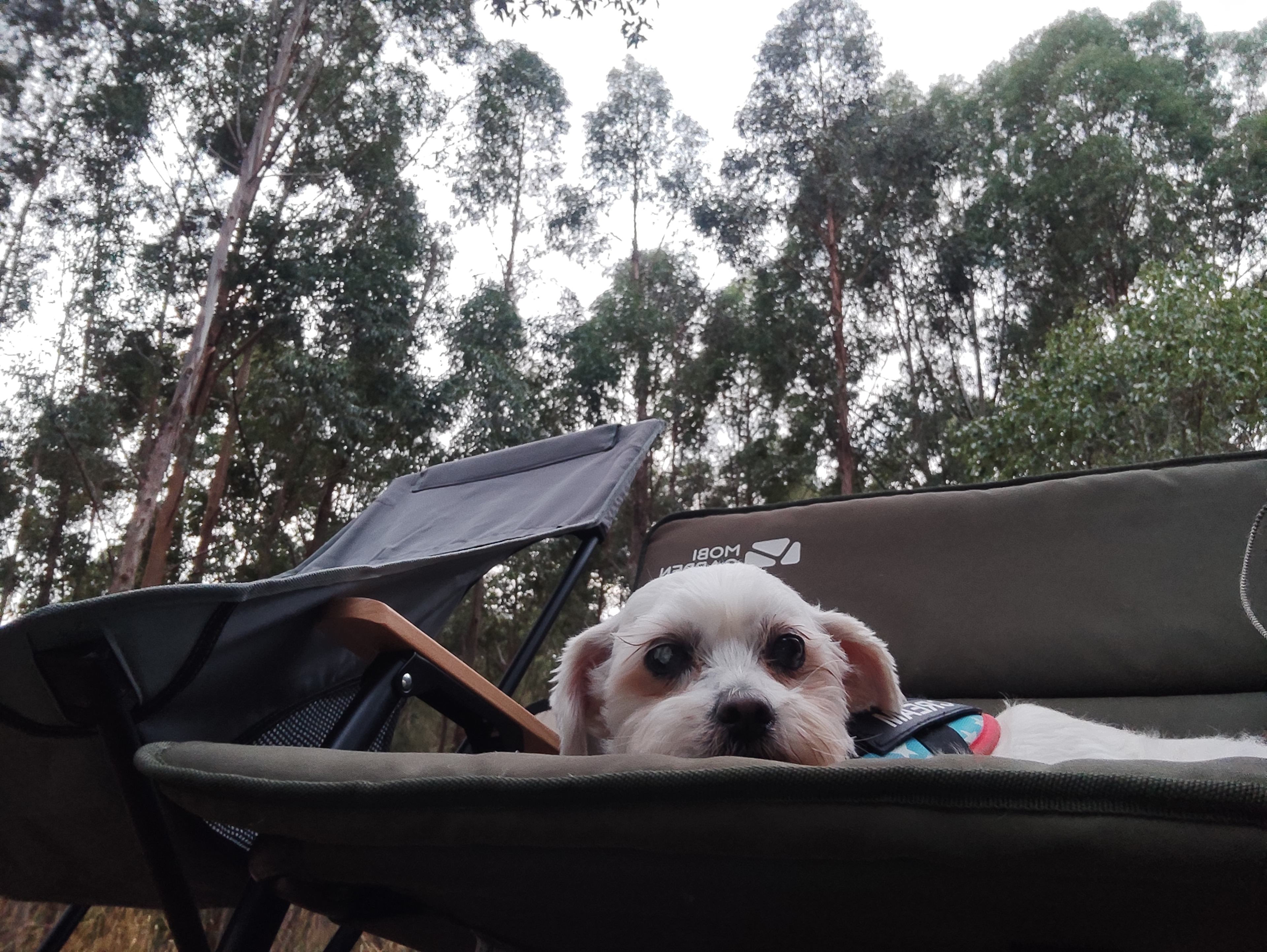 Lewana Cottages Campsites