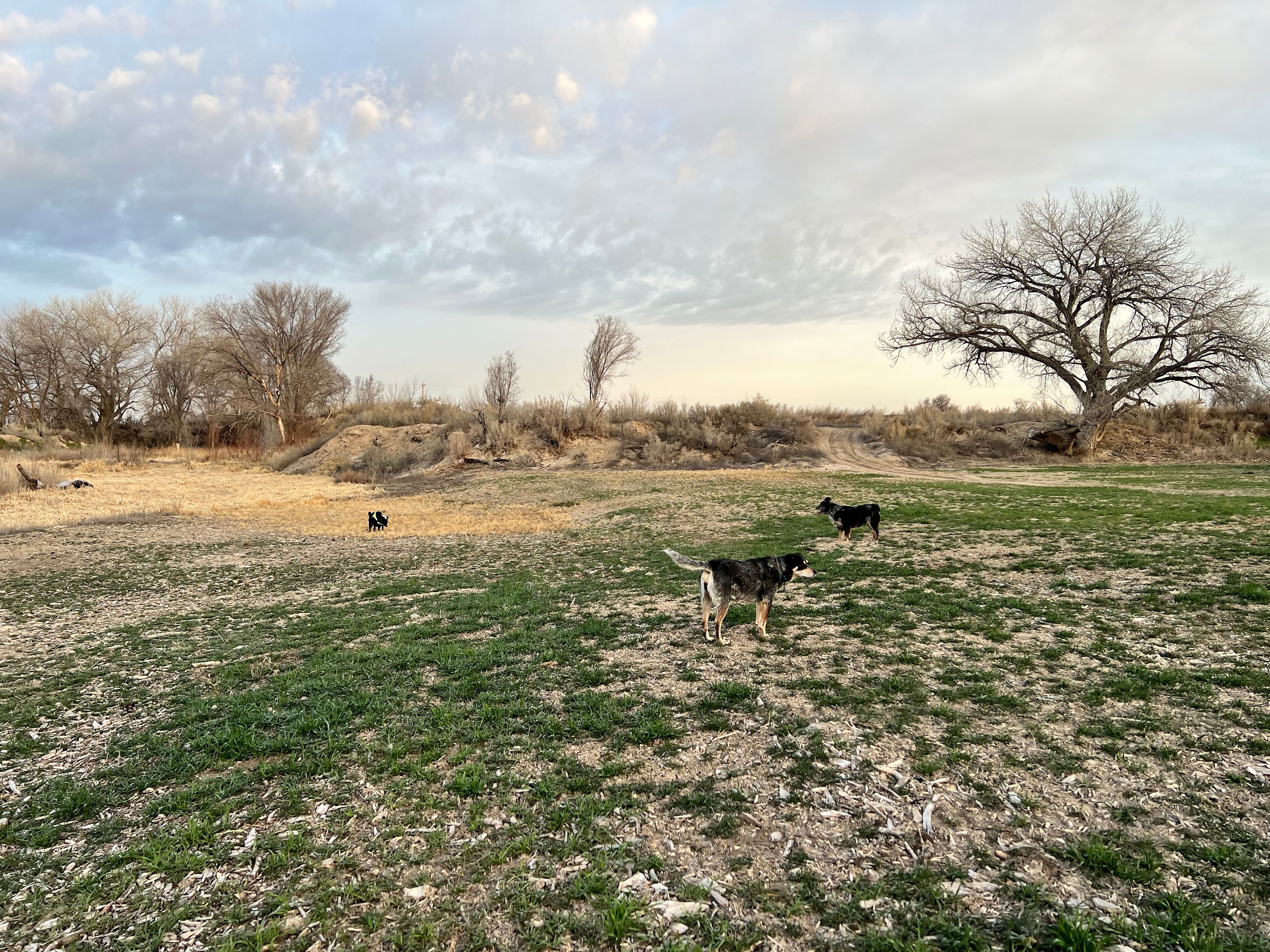Desert camping views and wildlife