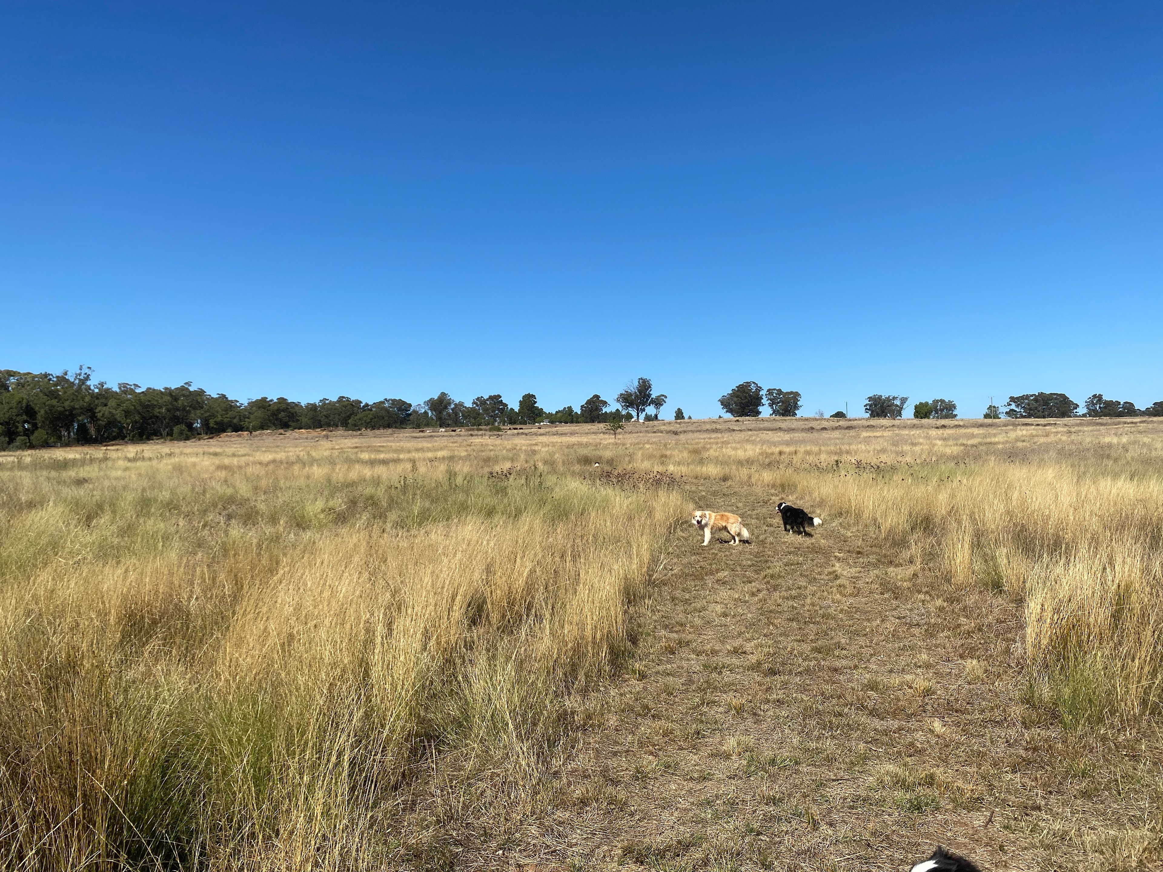 KANGAROO CREEK CAMP DUBBO