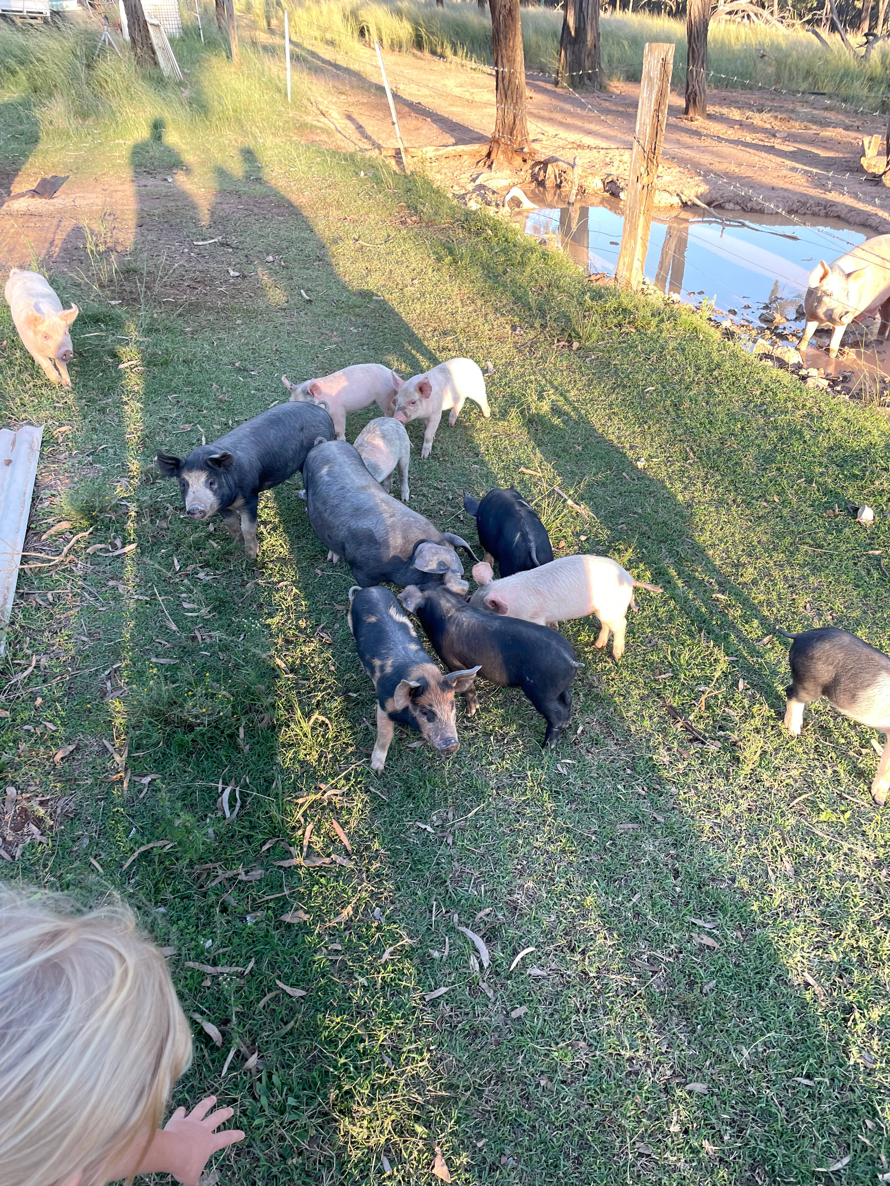 Callemondah Farm/Bush Stay