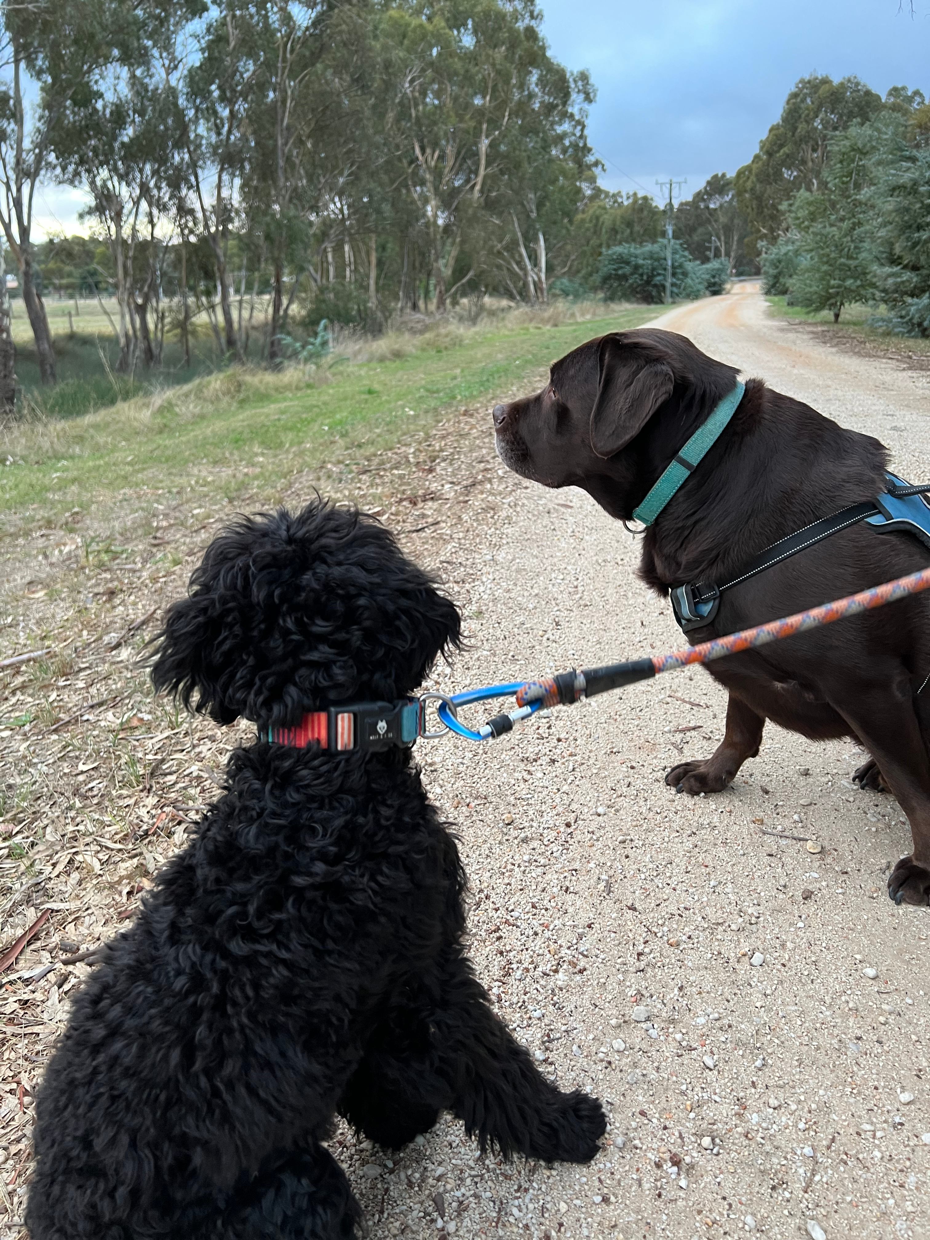 Gooseberry Hill Dunolly