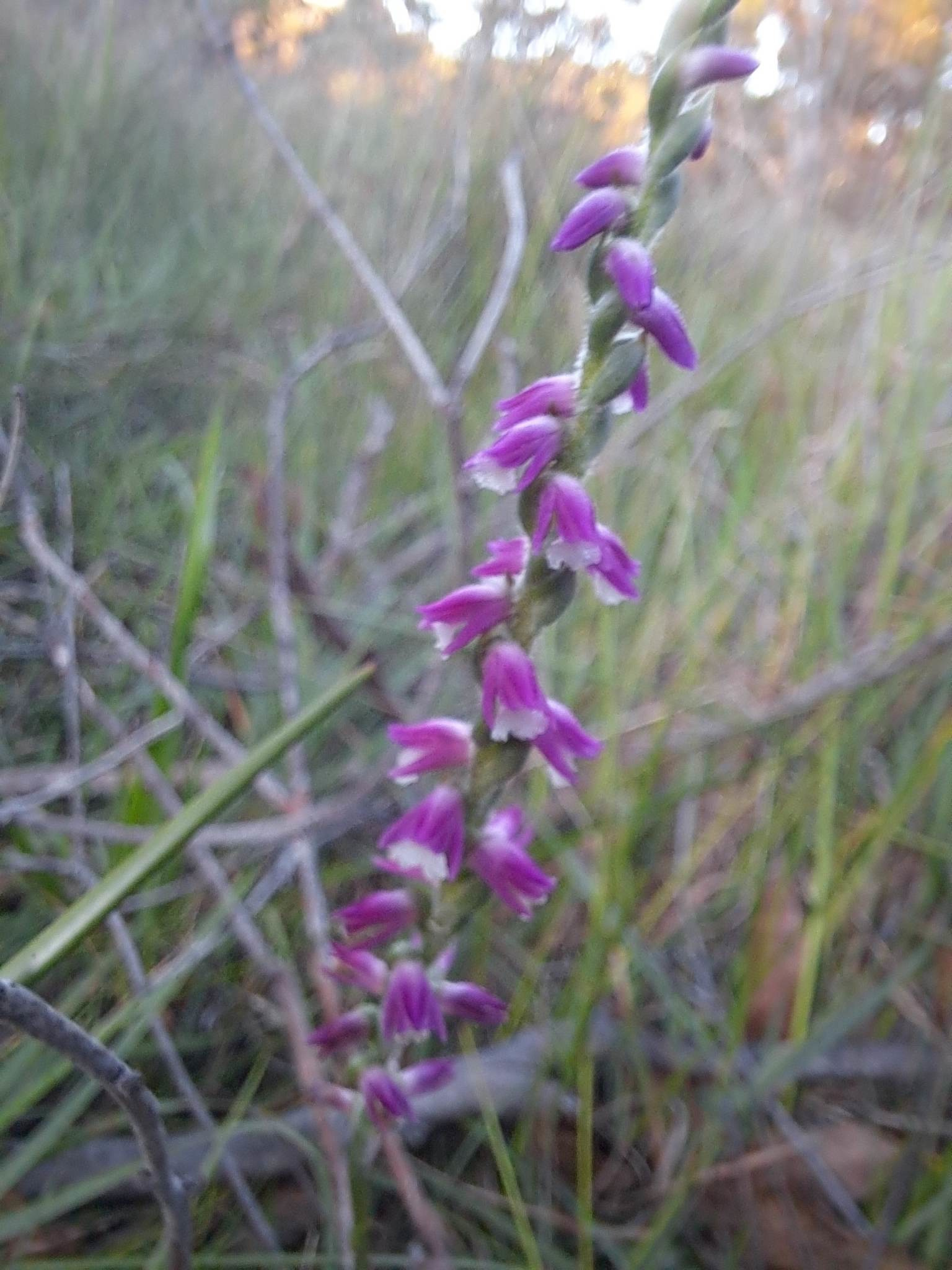 Native flowers in the farm