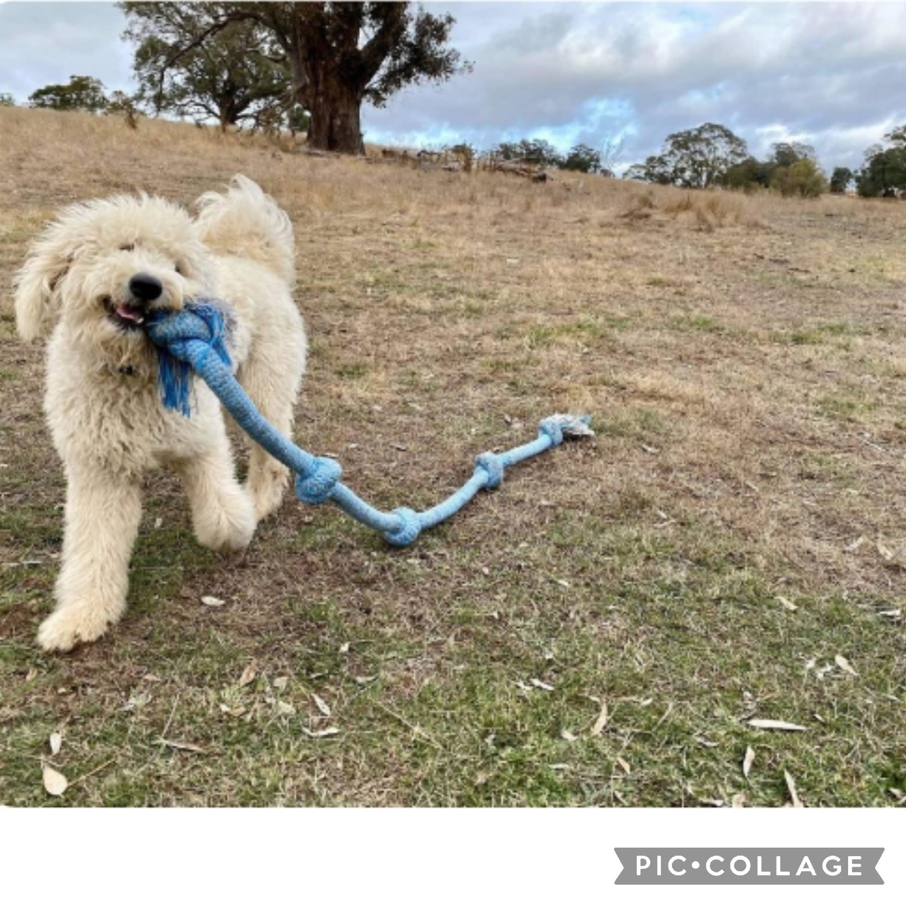 Redbank156 camping / PITCHED cabins