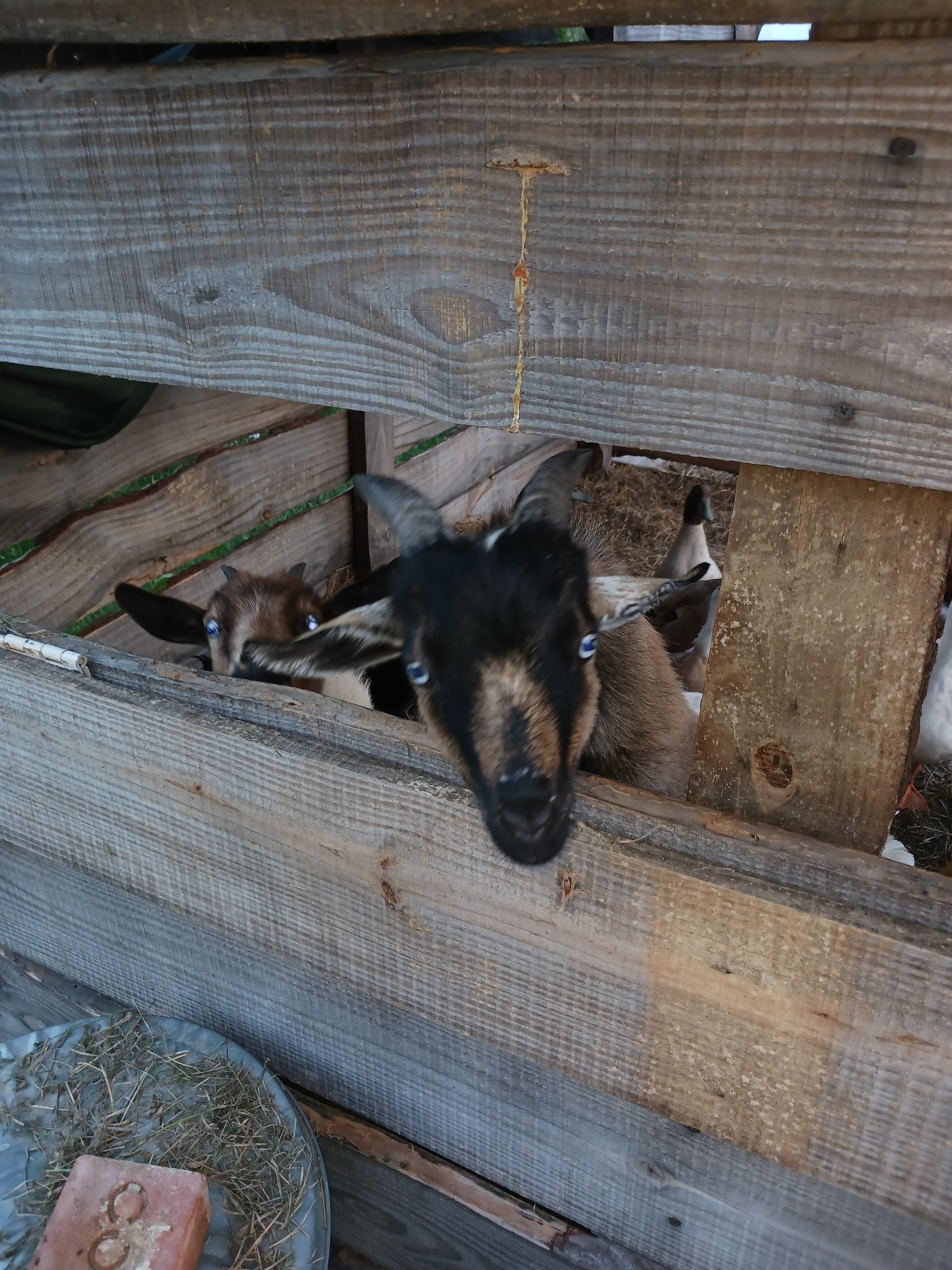 The Fabulous Bok Vegas, Texas