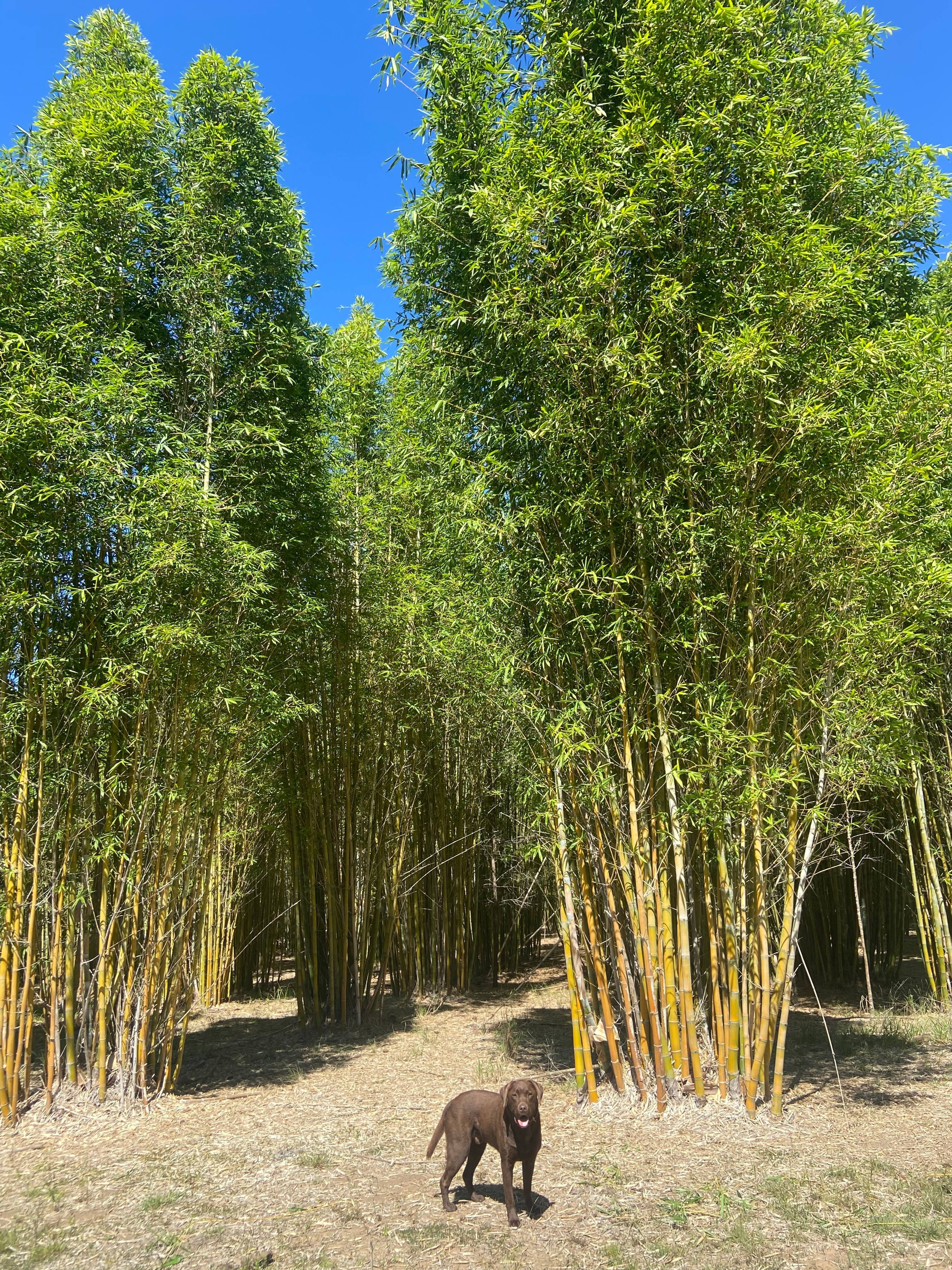 'The Three Mile Creek' Camping