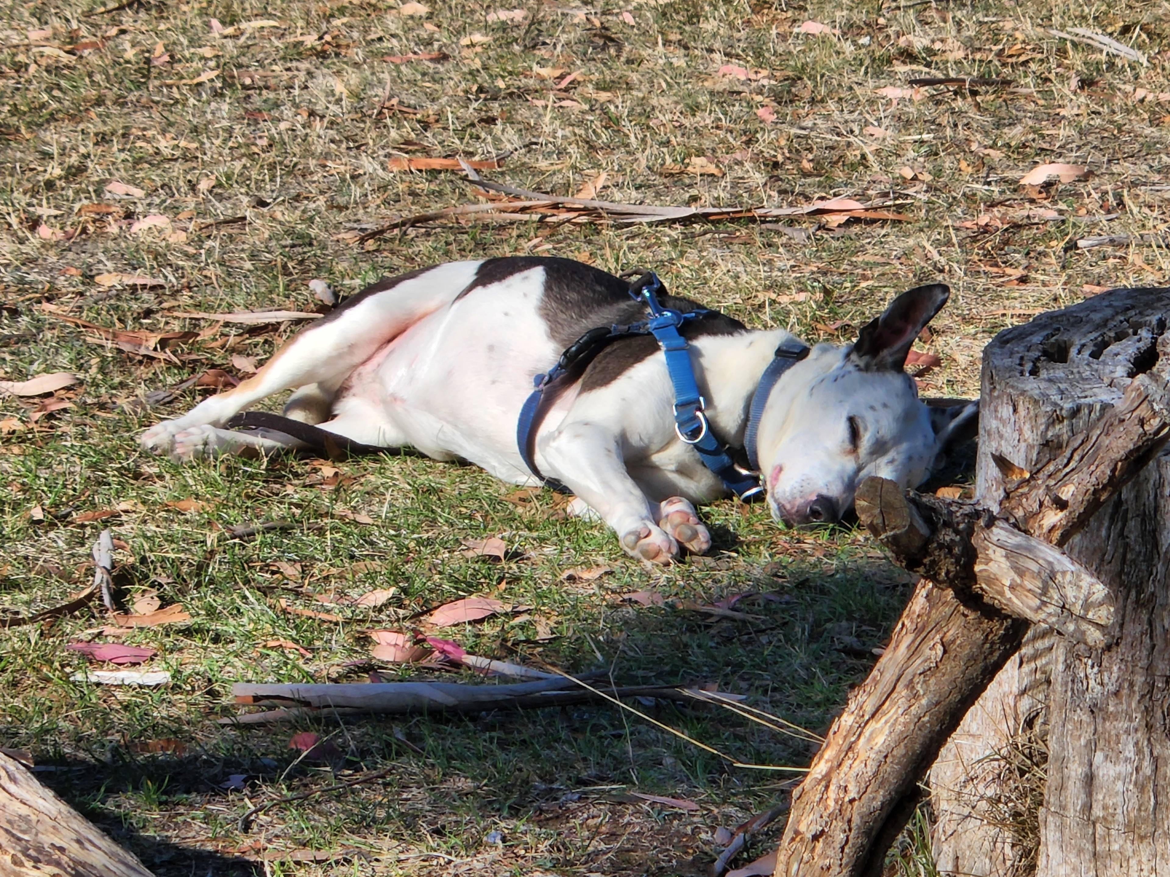 Afternoon naps a must!