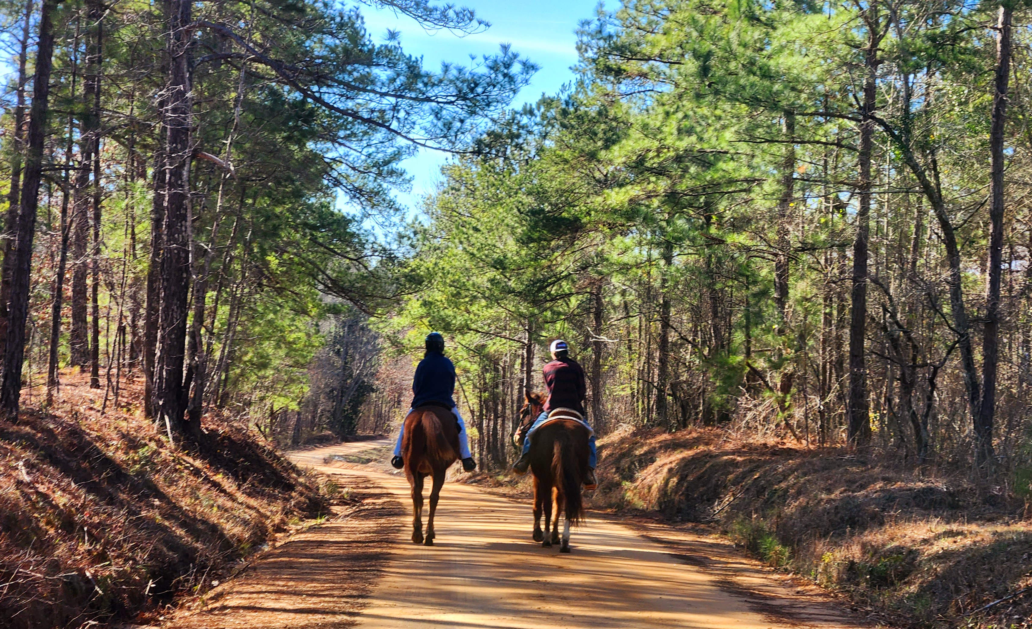 Southern Magnolia Grace Ranch