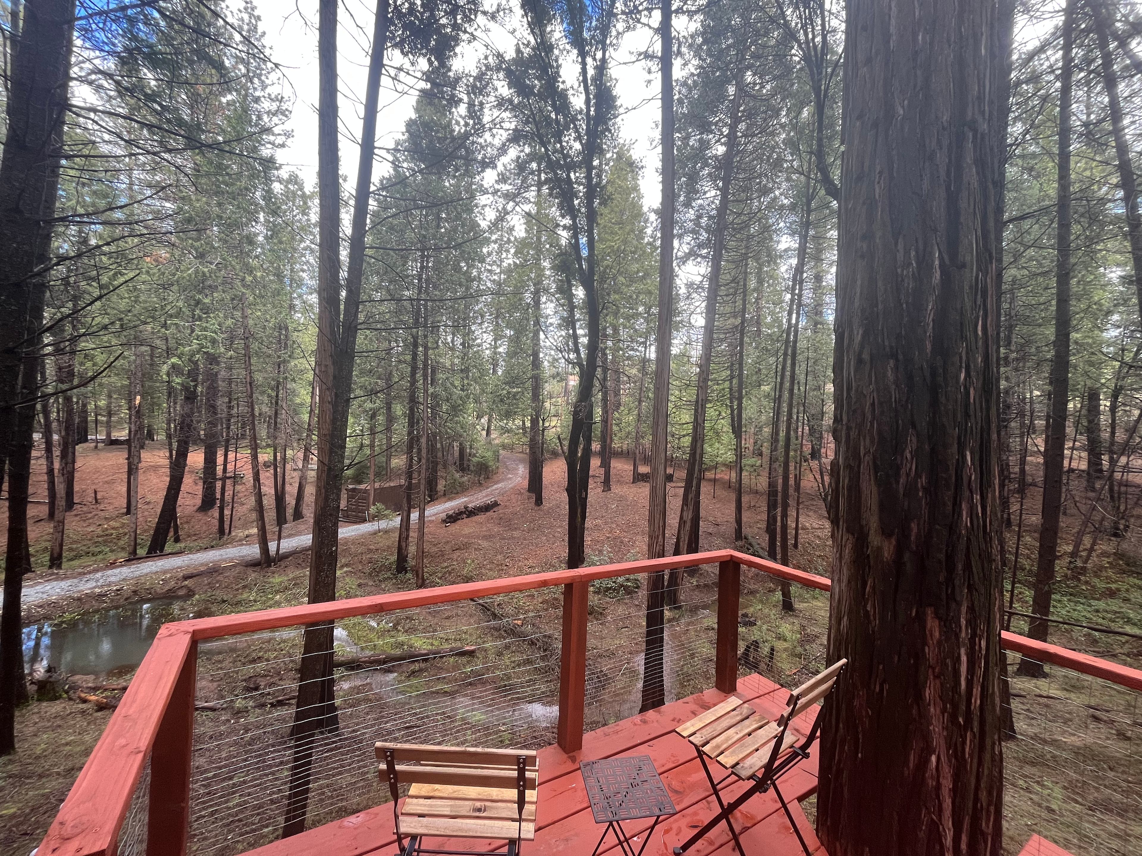 Unplug for nature, dogs, and kids