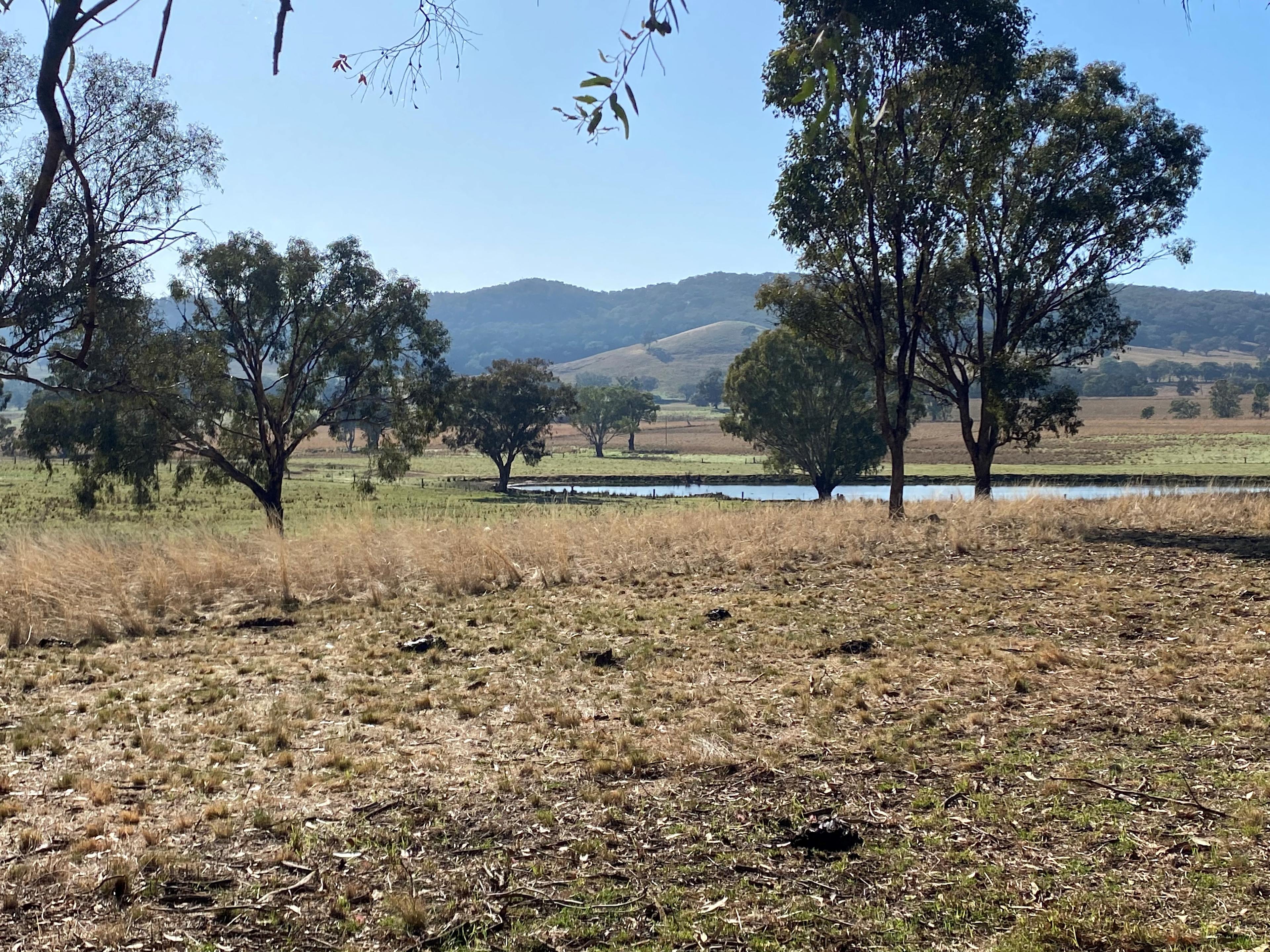 Dunollie Ridge - Groups welcome