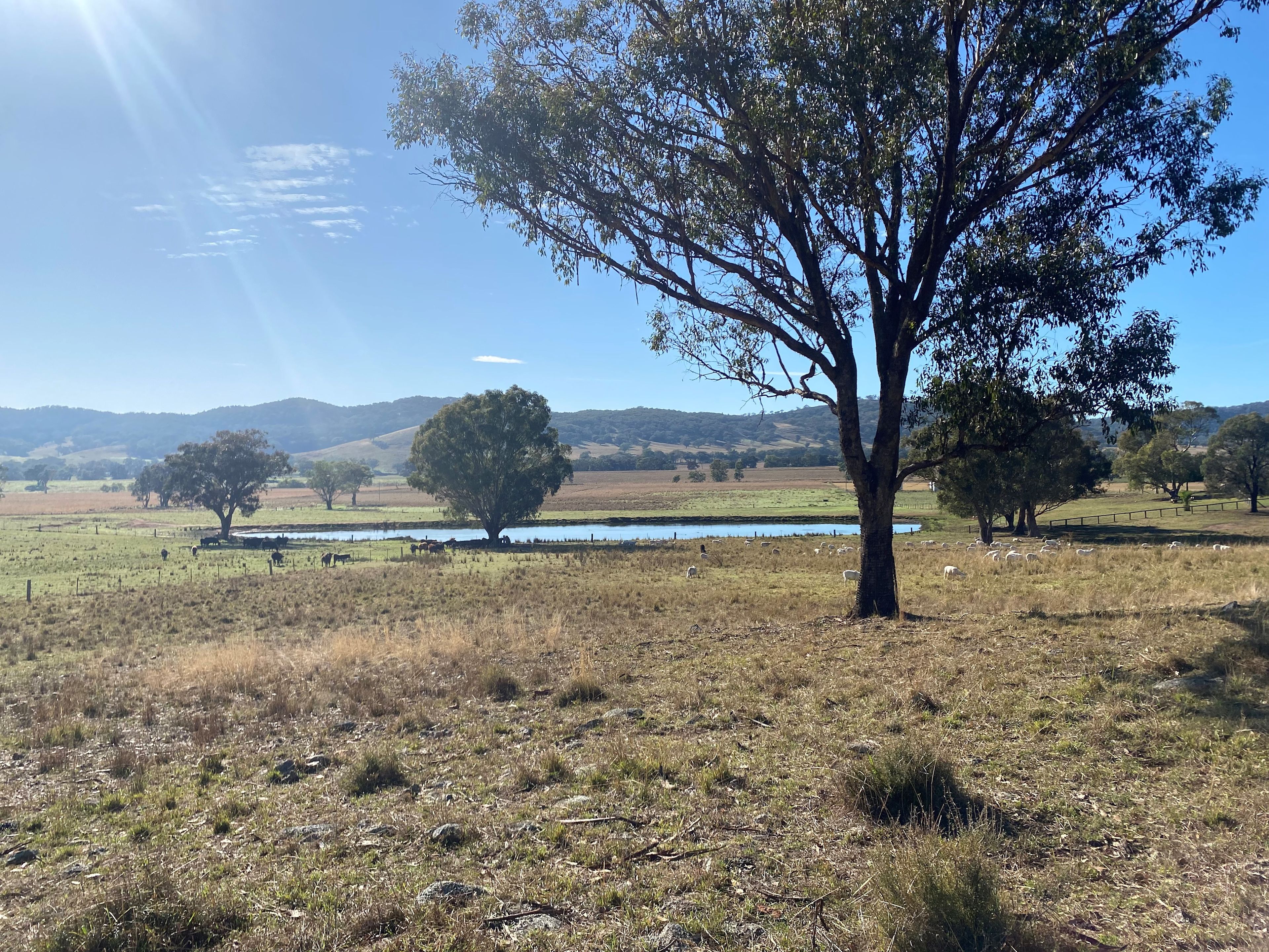 Dunollie Ridge - Groups welcome