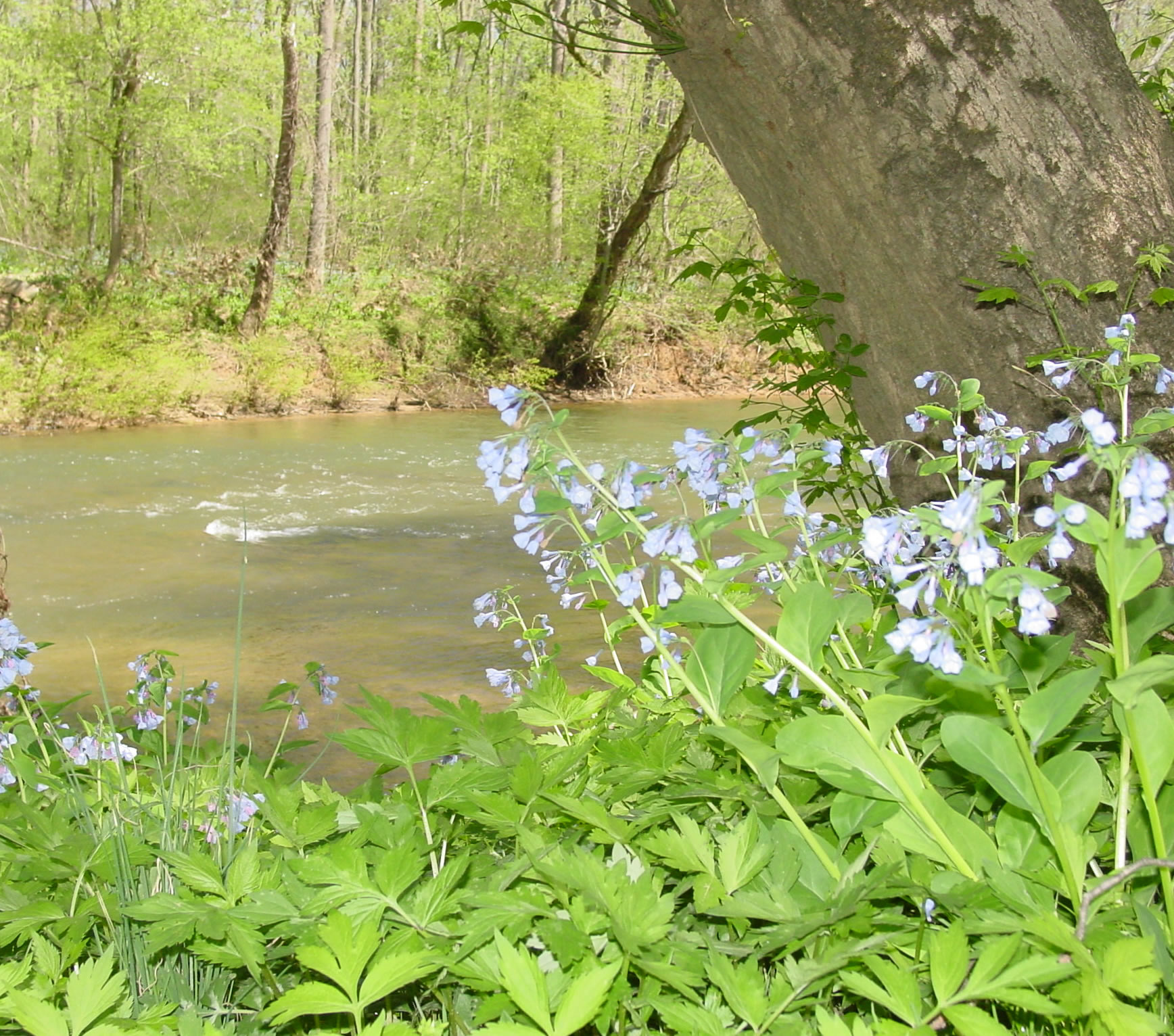 Camping on the Hazel River