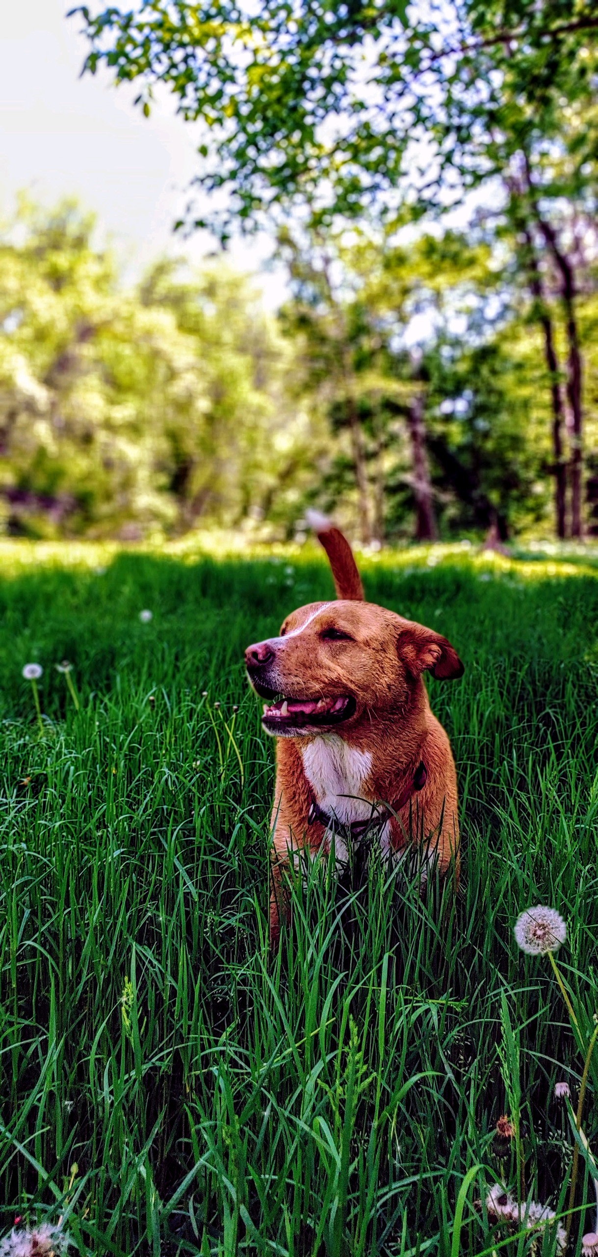 Camping on the Hazel River