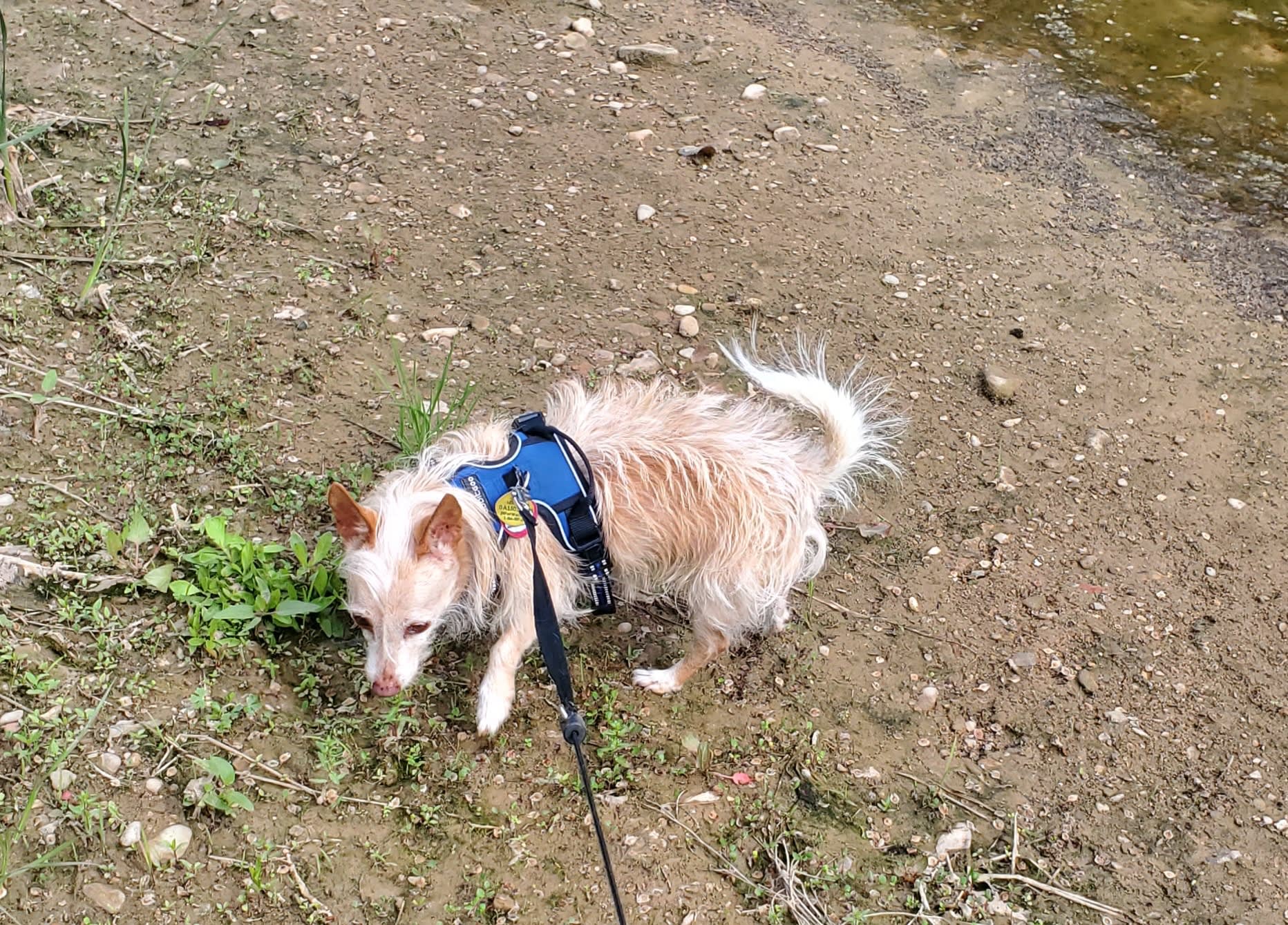 Cooper enjoyed every smell.