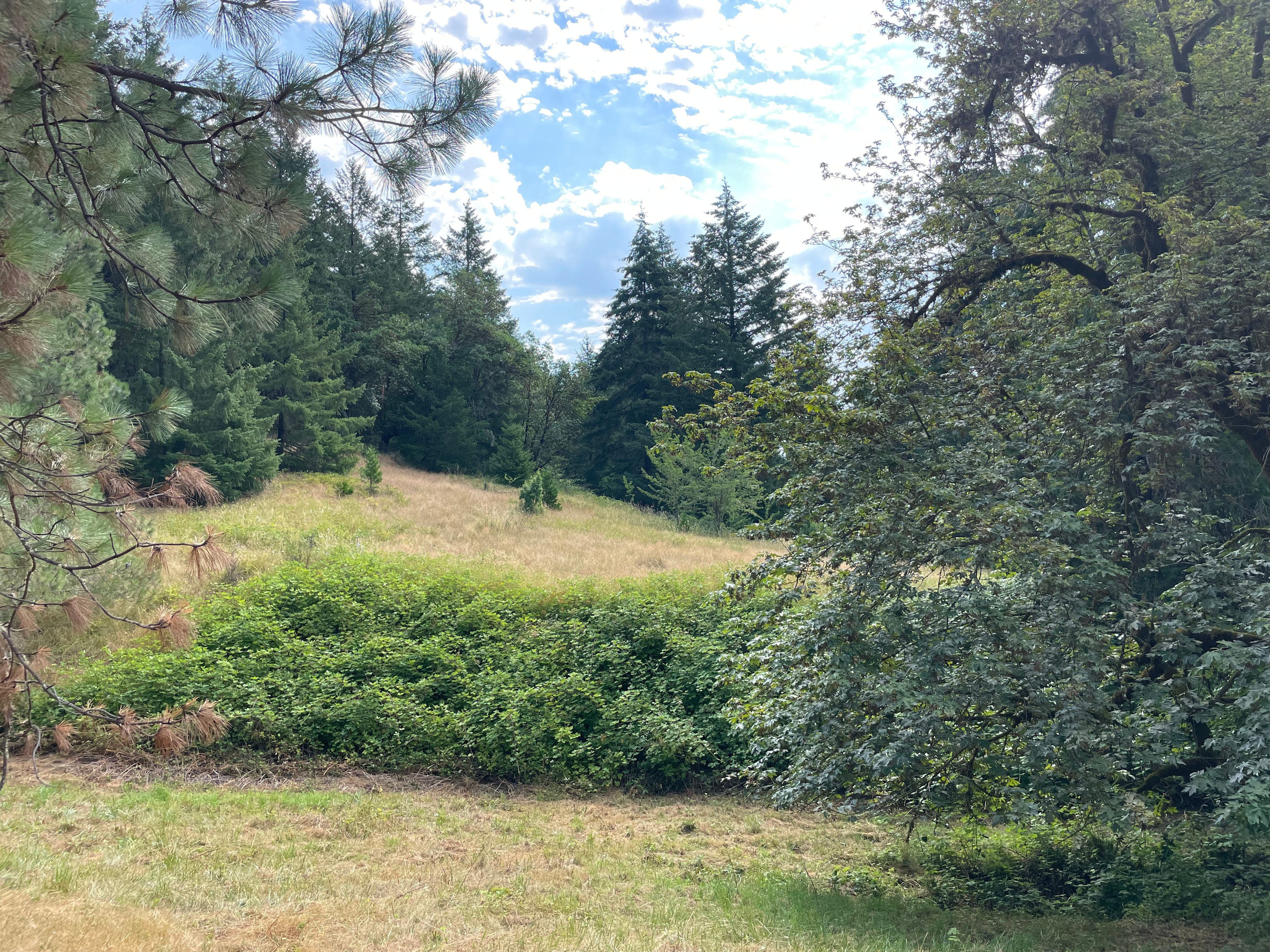 Secluded Forest Haven