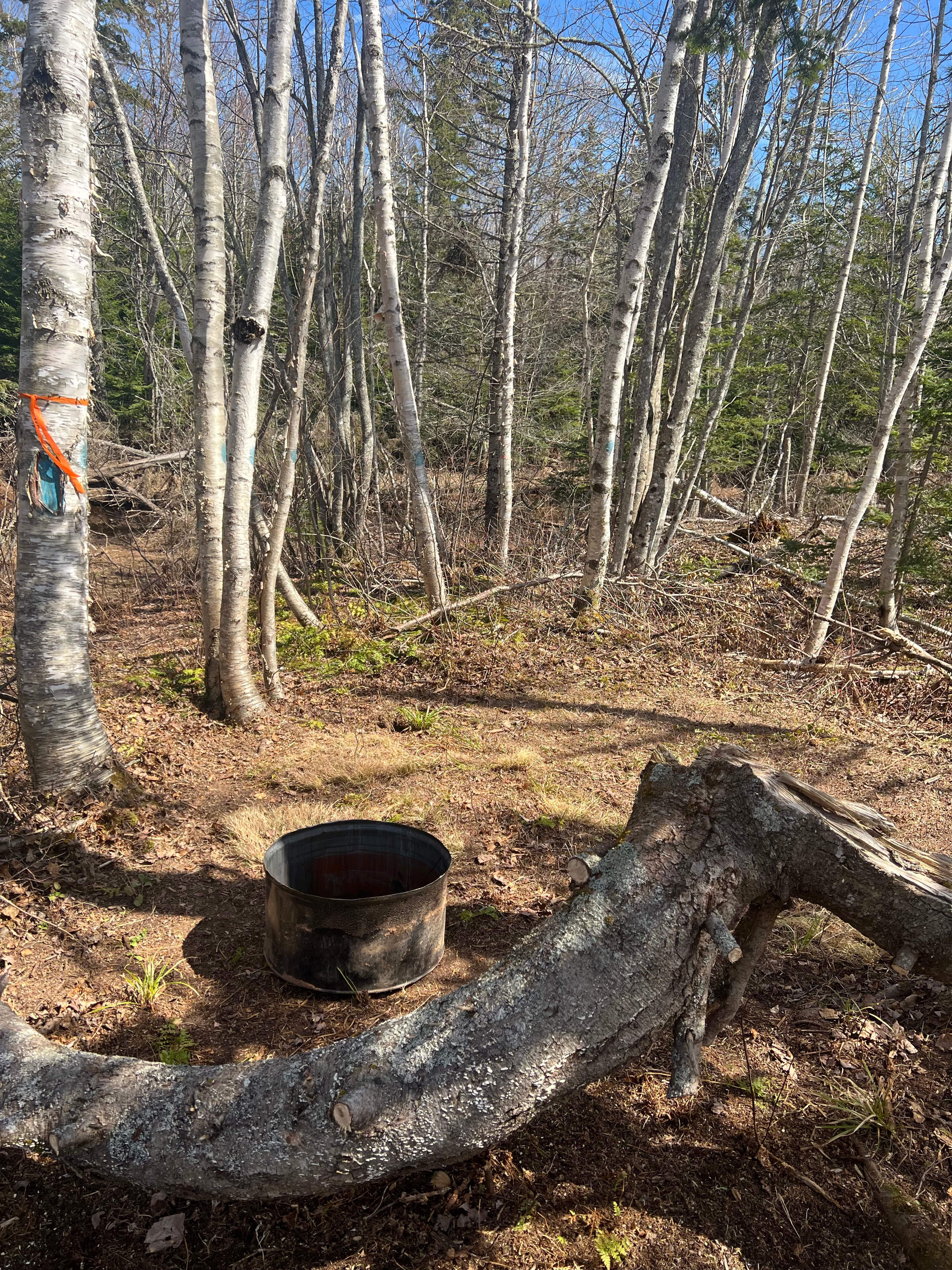 Acadian Coastal Camping & Dog Park