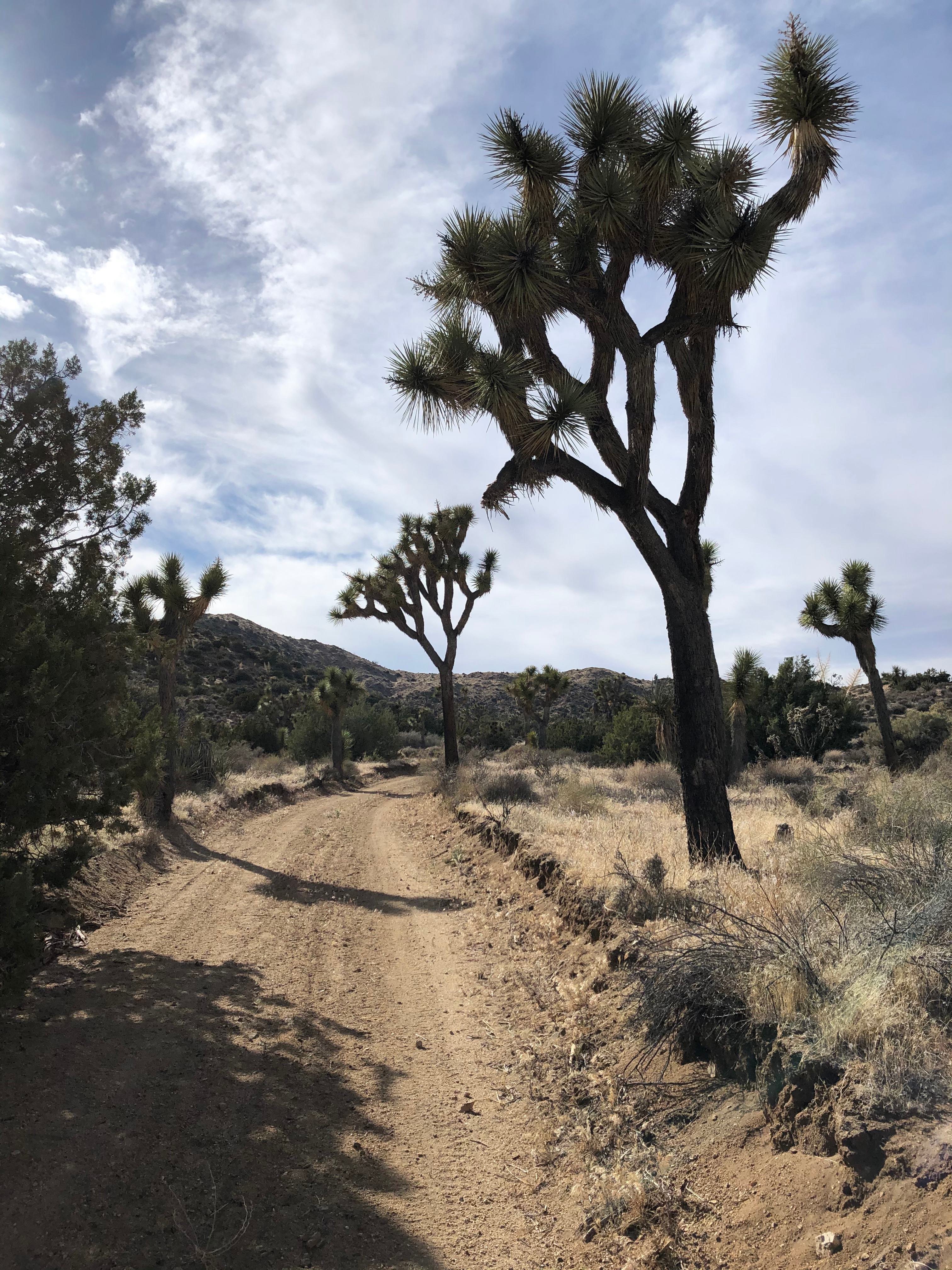 Tipi Canyon, Joshua Tree Nat’l Park