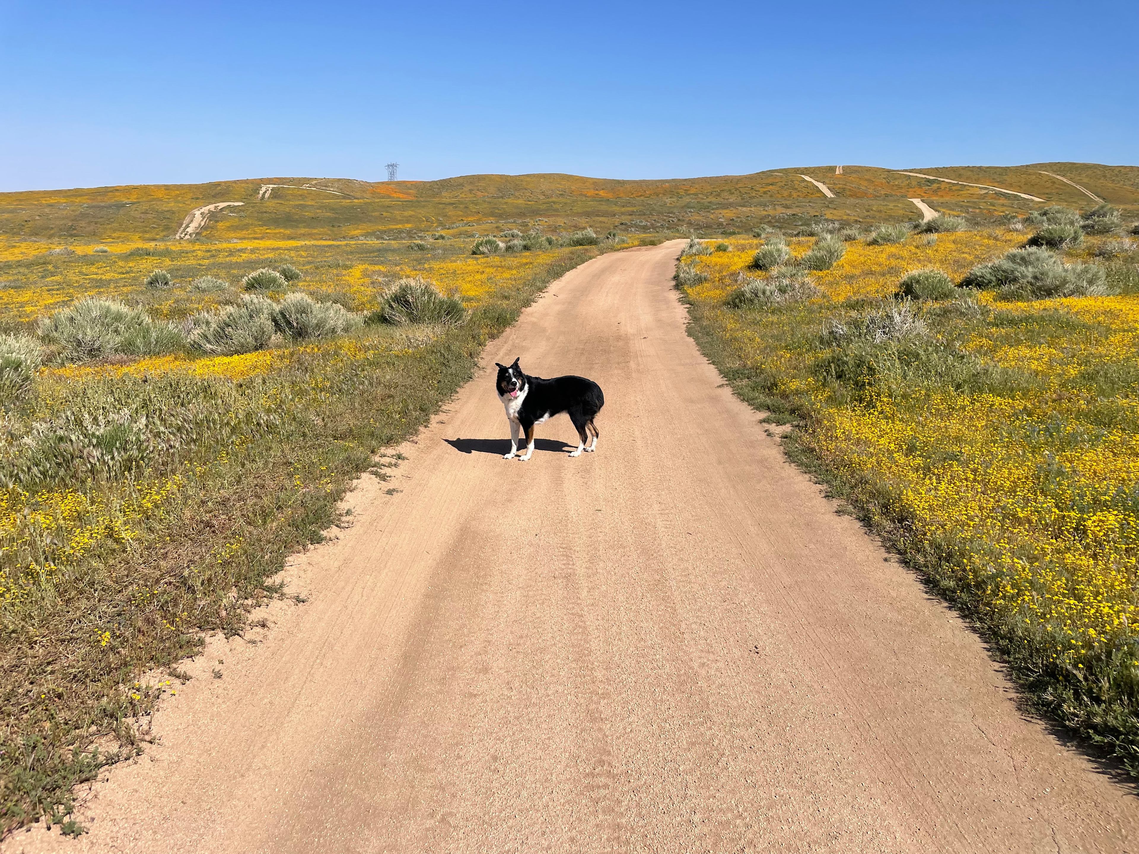 California Poppy & Wildflower Field