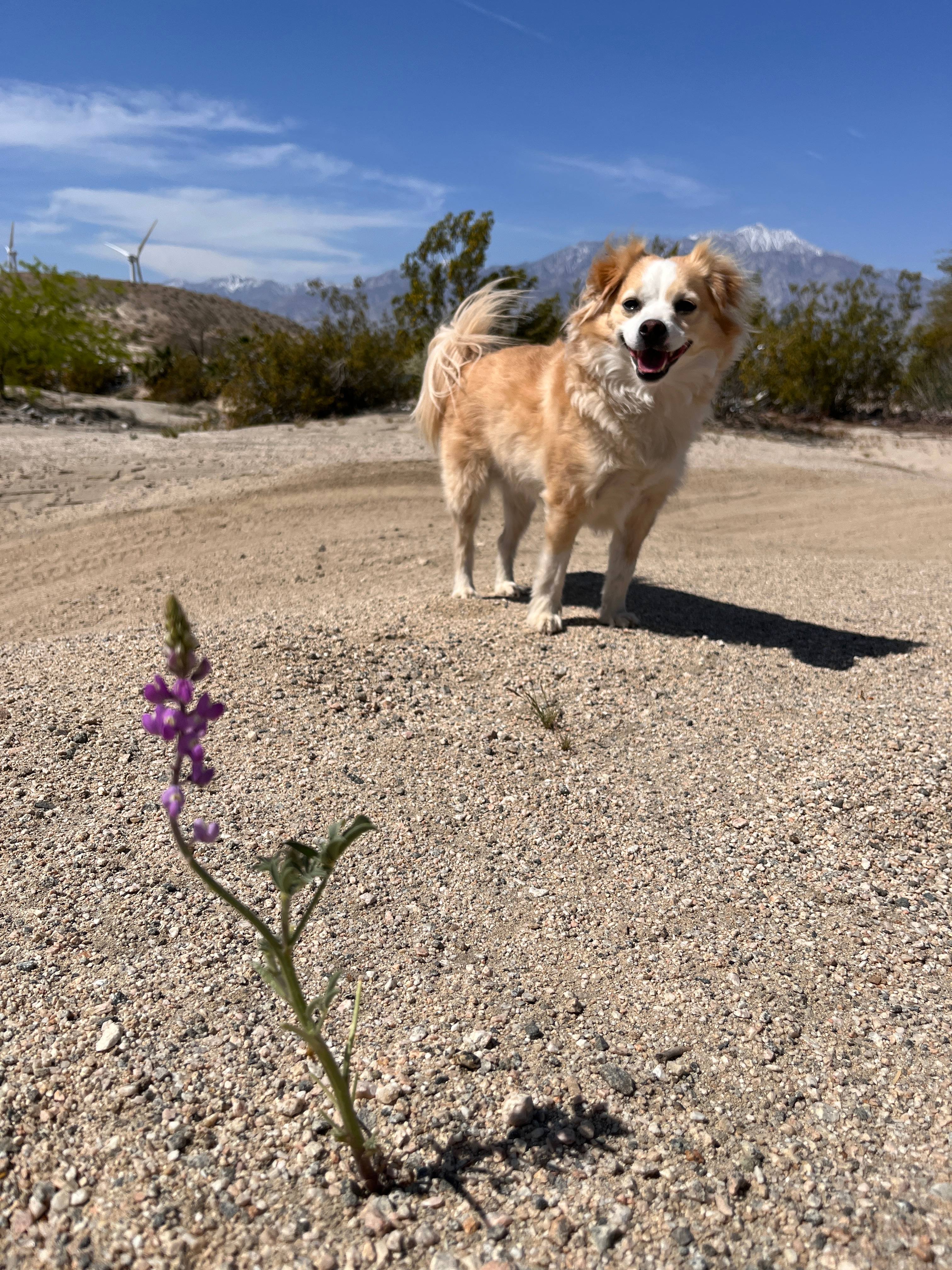 DragonflyHill Desert Farm
