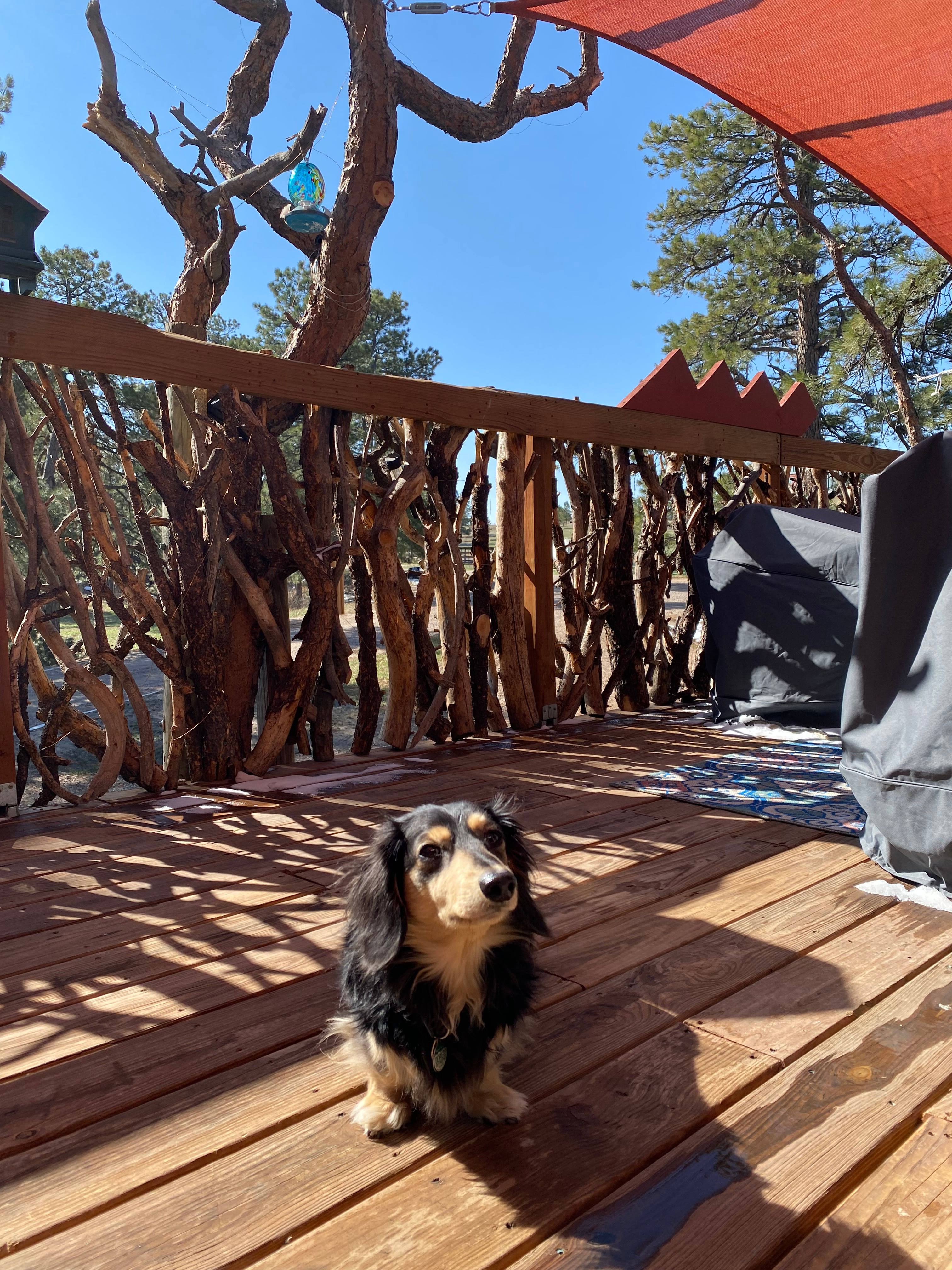 Rocket enjoying the sun on the deck. 