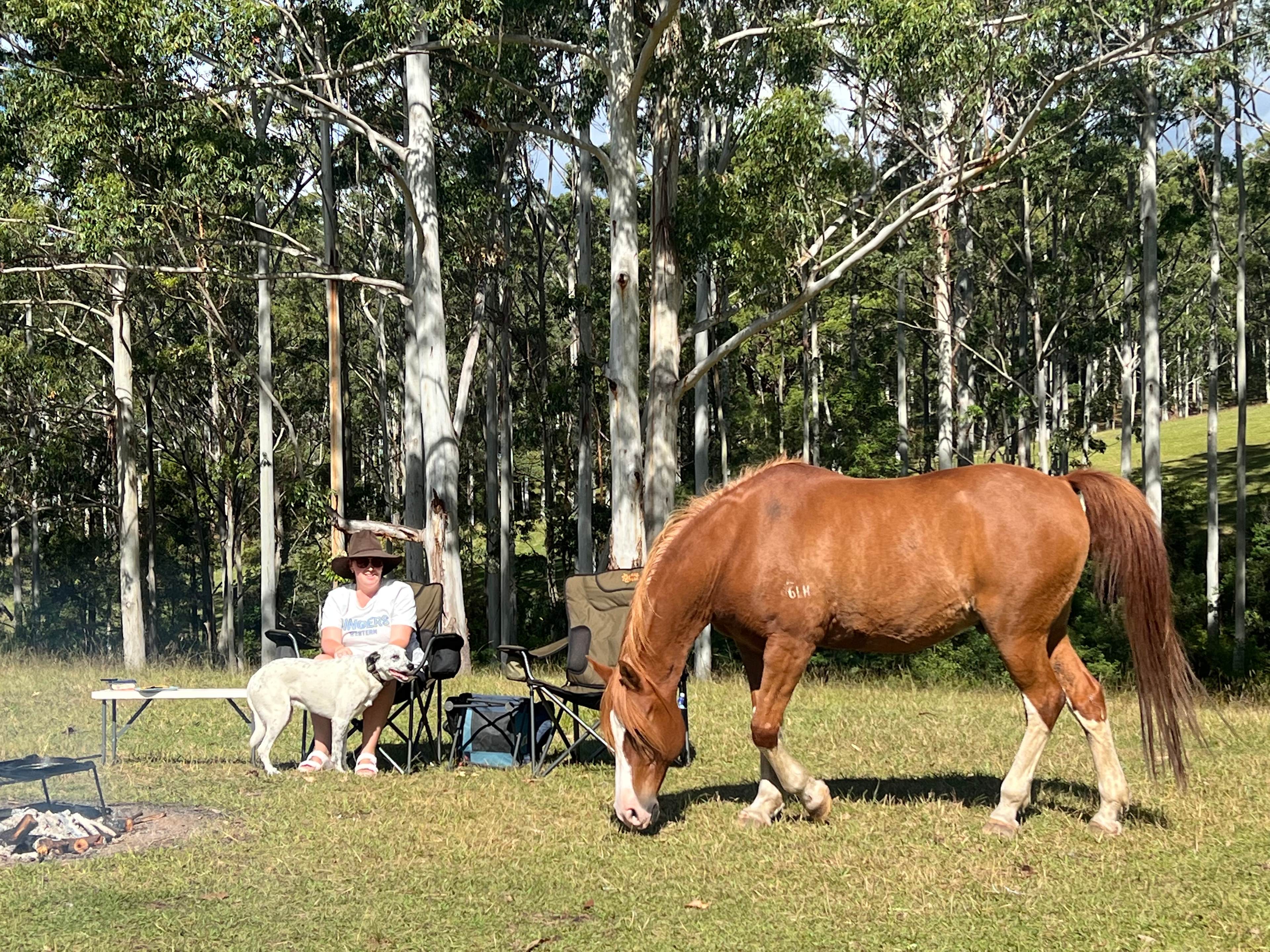Wootton Arabian Stud Farmstay