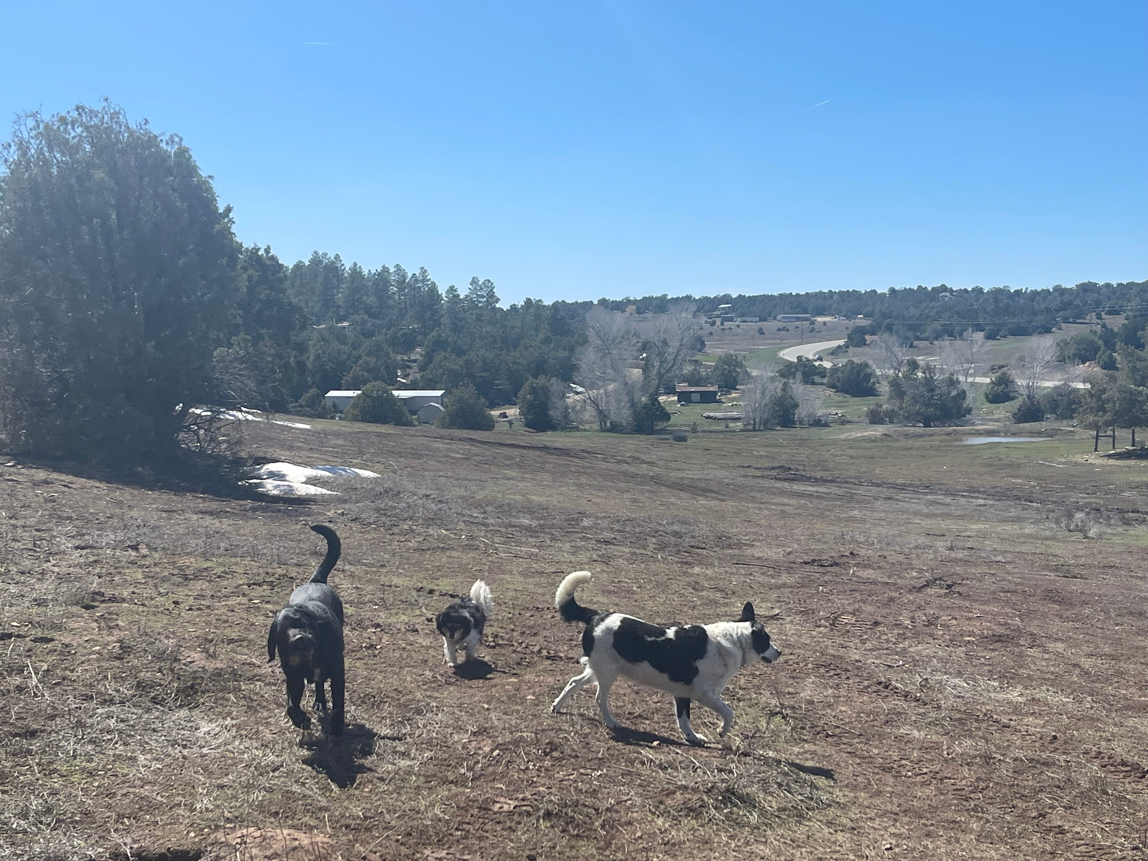 Story Tree Ranch 4 animal lovers!